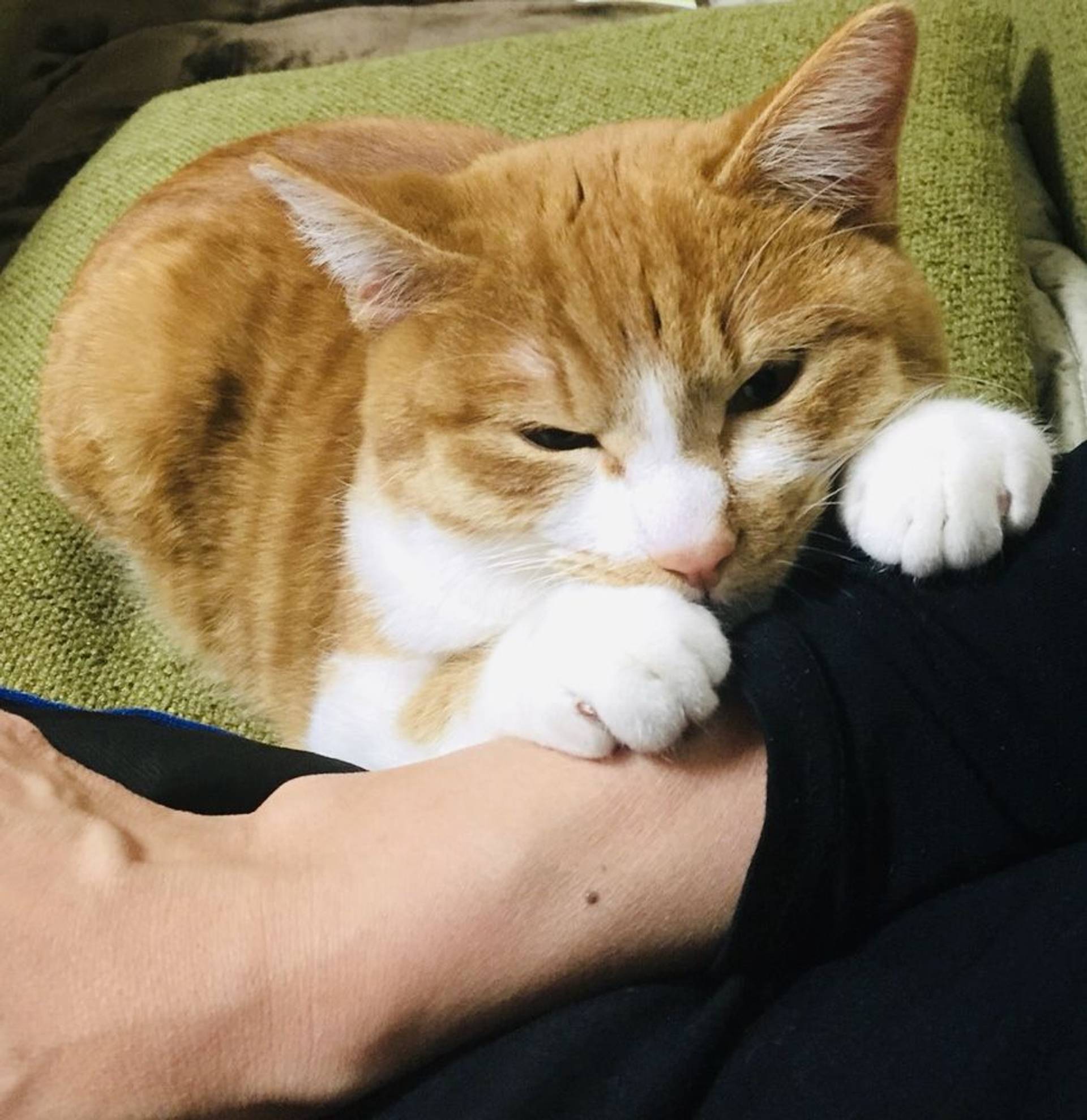雑種（ミックス猫）・オスの里親募集の写真