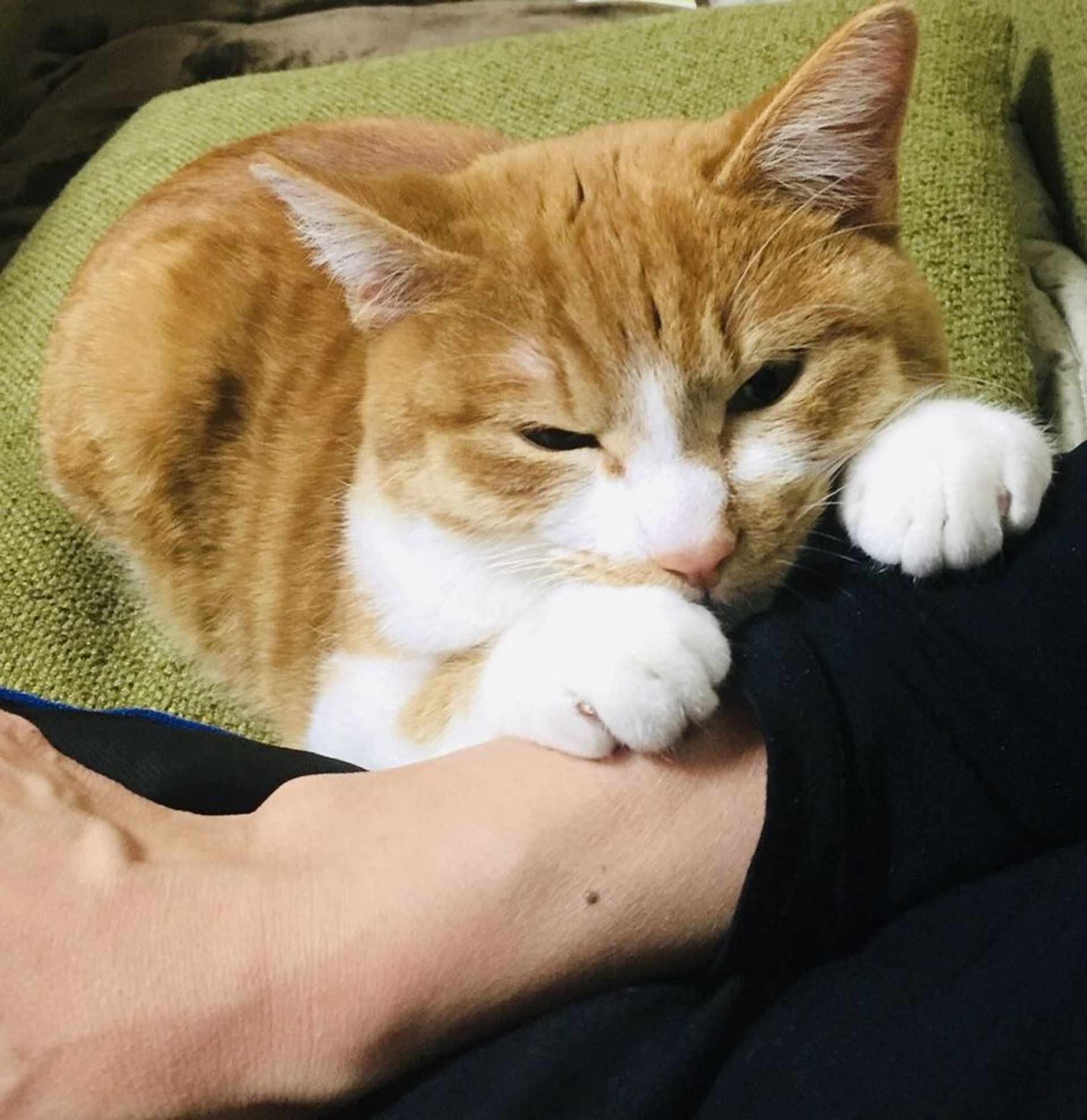 雑種（ミックス猫）・オスの里親募集の写真