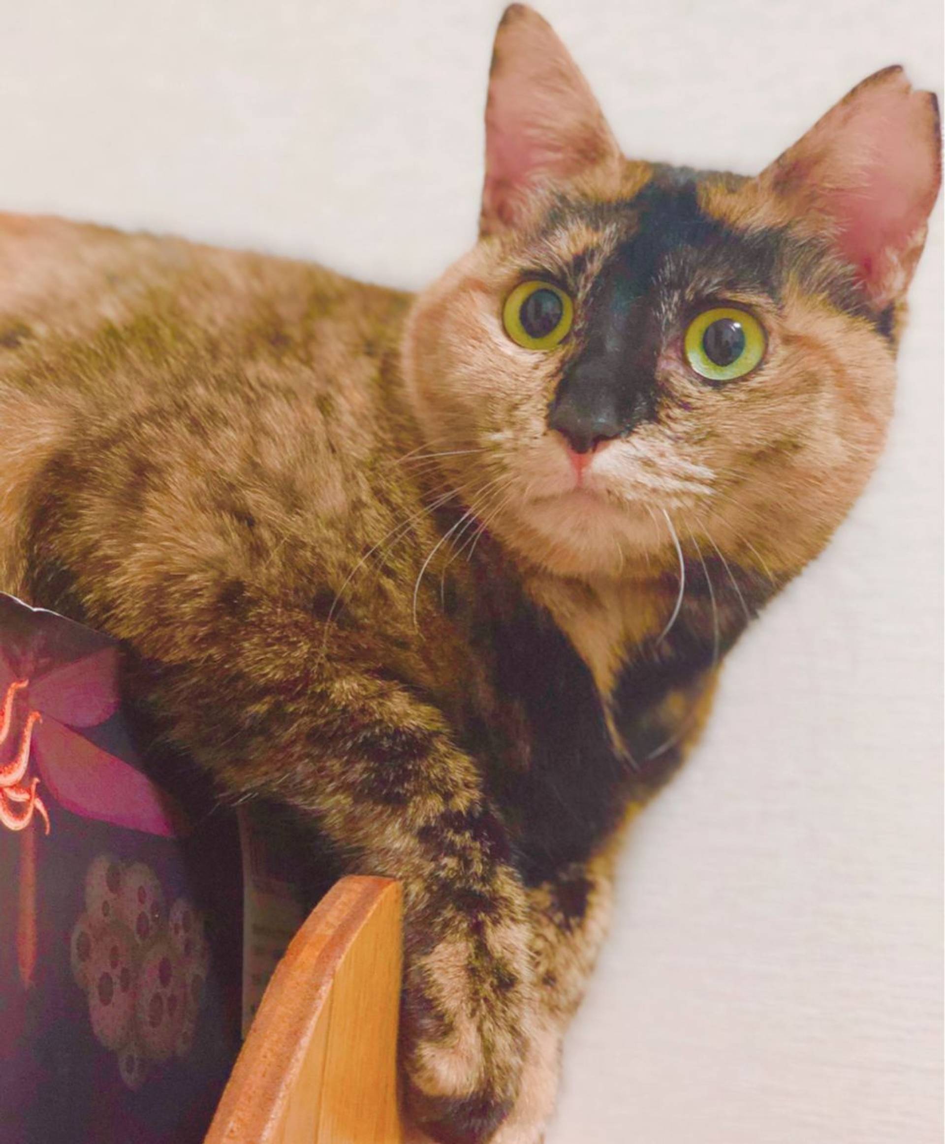 雑種（ミックス猫）・メスの里親募集の写真
