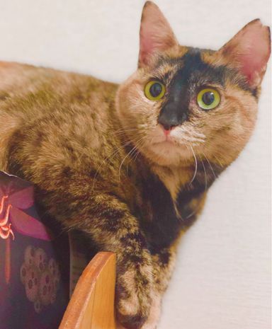 タヌの写真