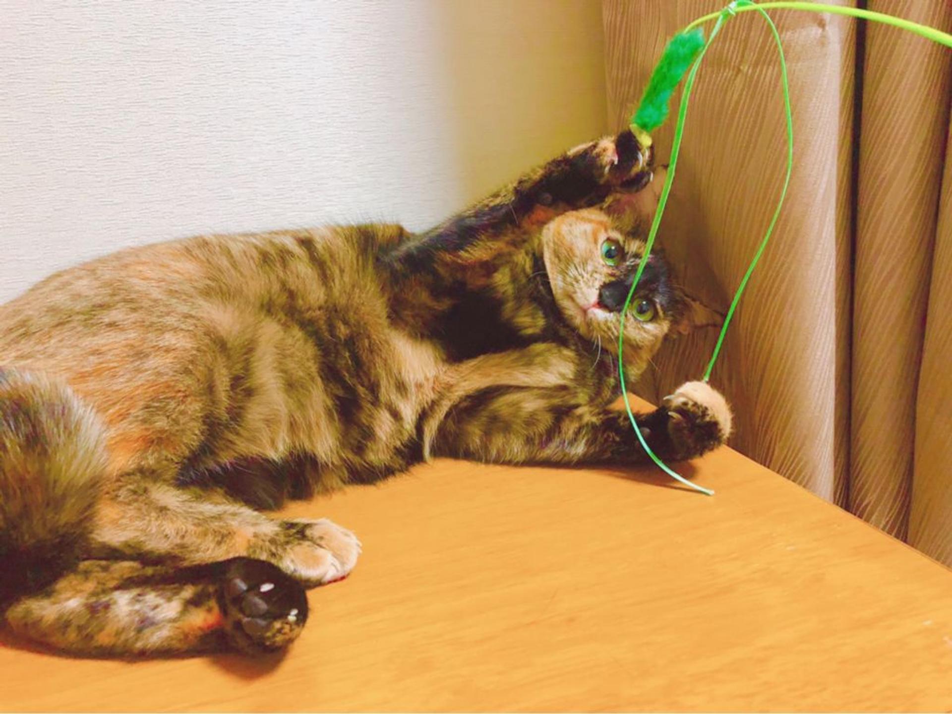 pet-image-2