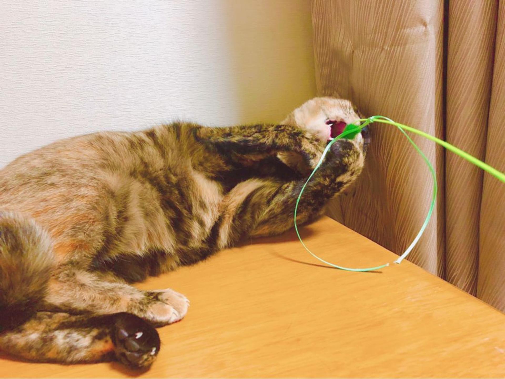 pet-image-3