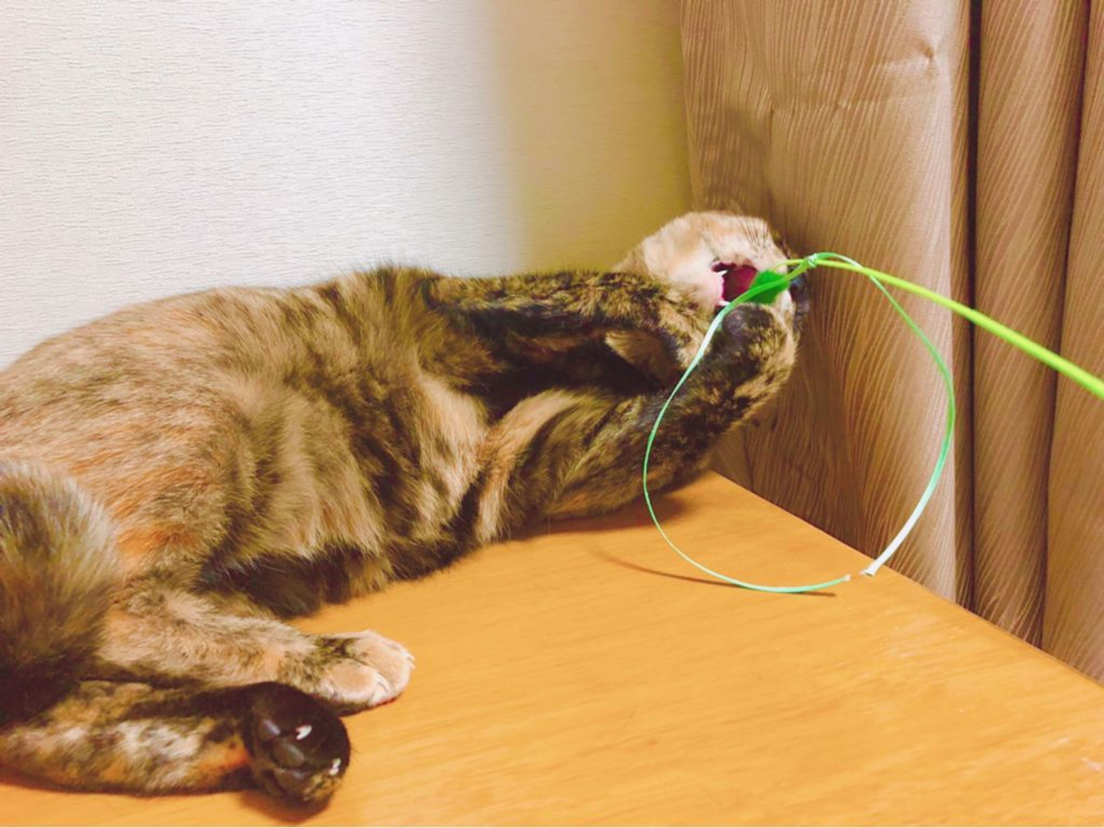 pet-image-3