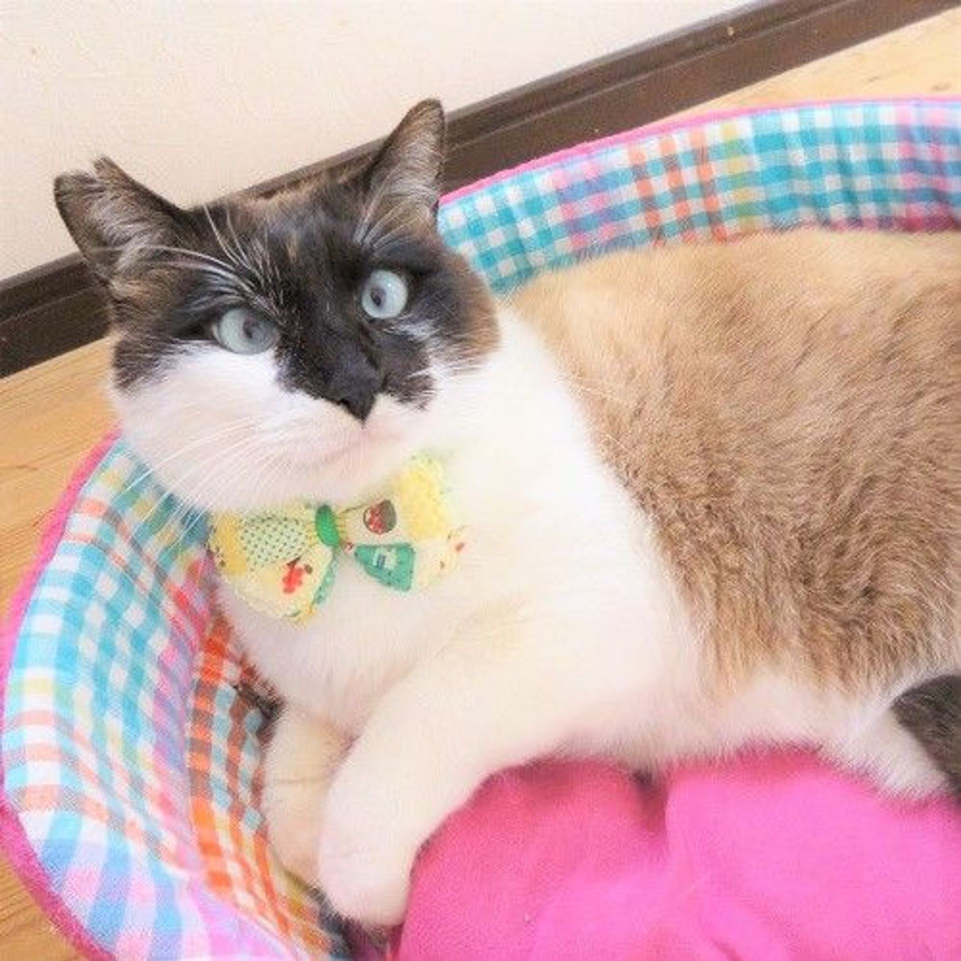 雑種（ミックス猫）・オスの里親募集の写真