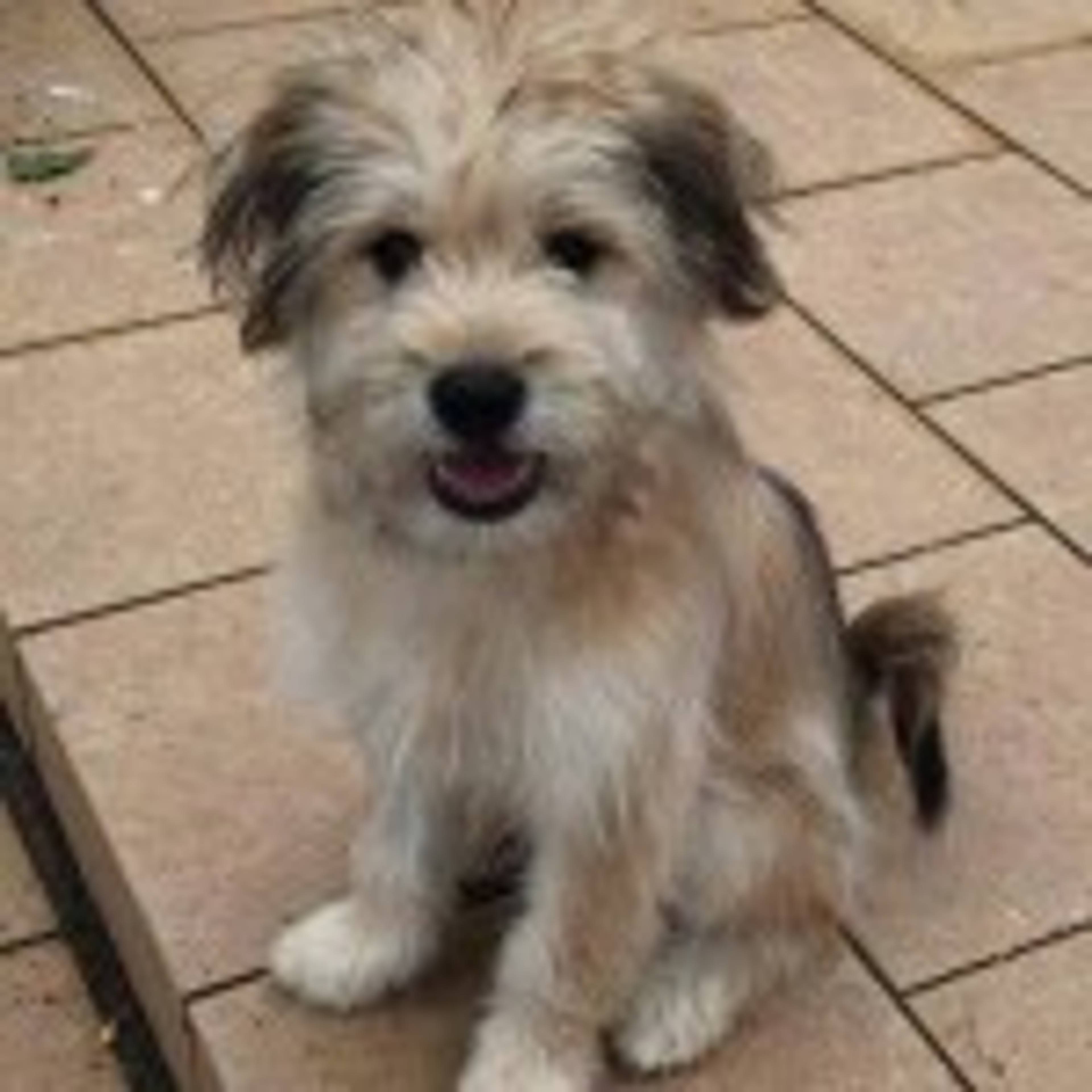 雑種（ミックス犬）・オスの里親募集の写真