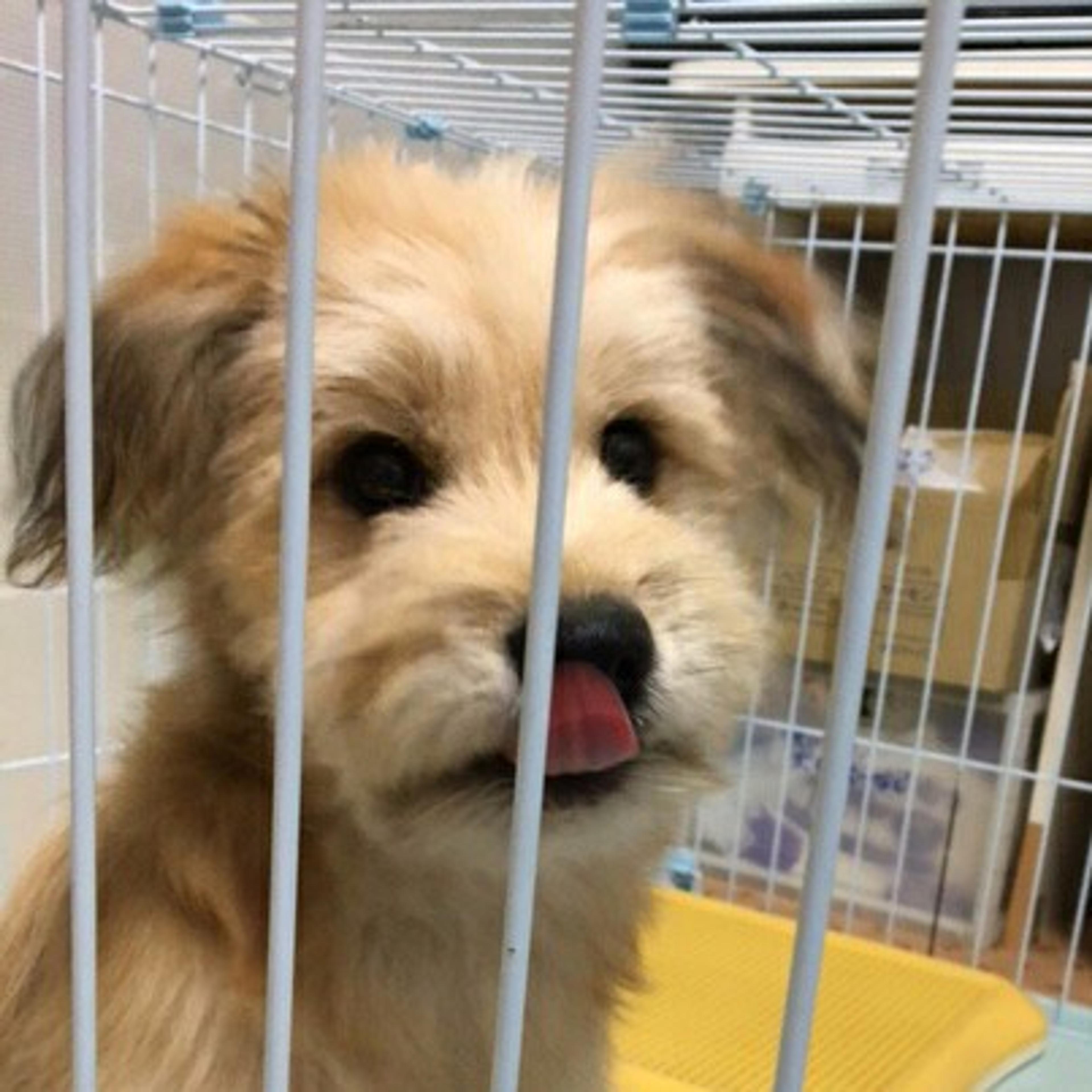 pet-image-2