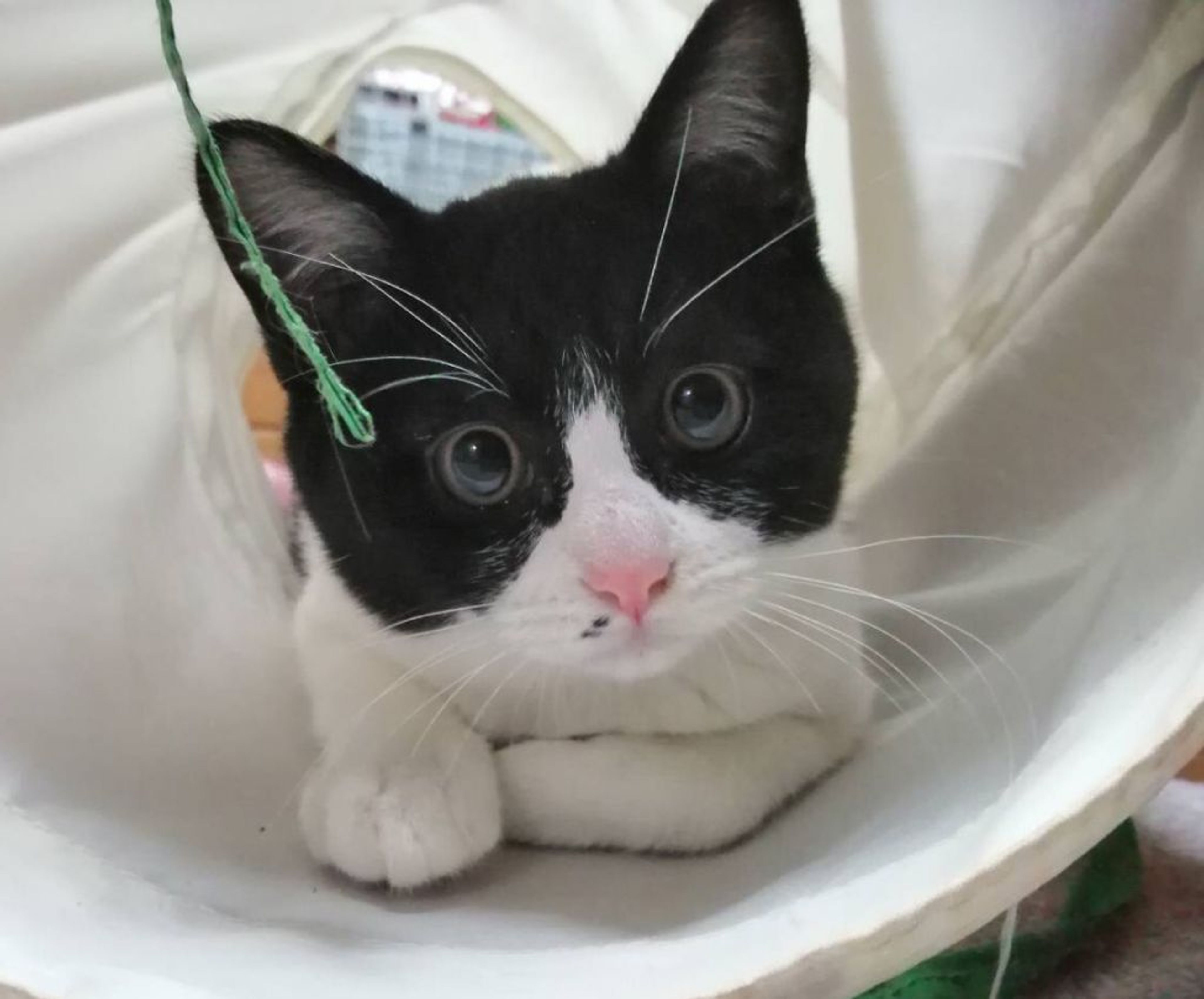 pet-image-2