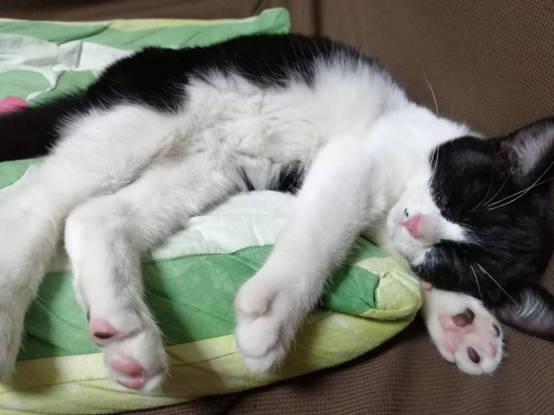 pet-image-3