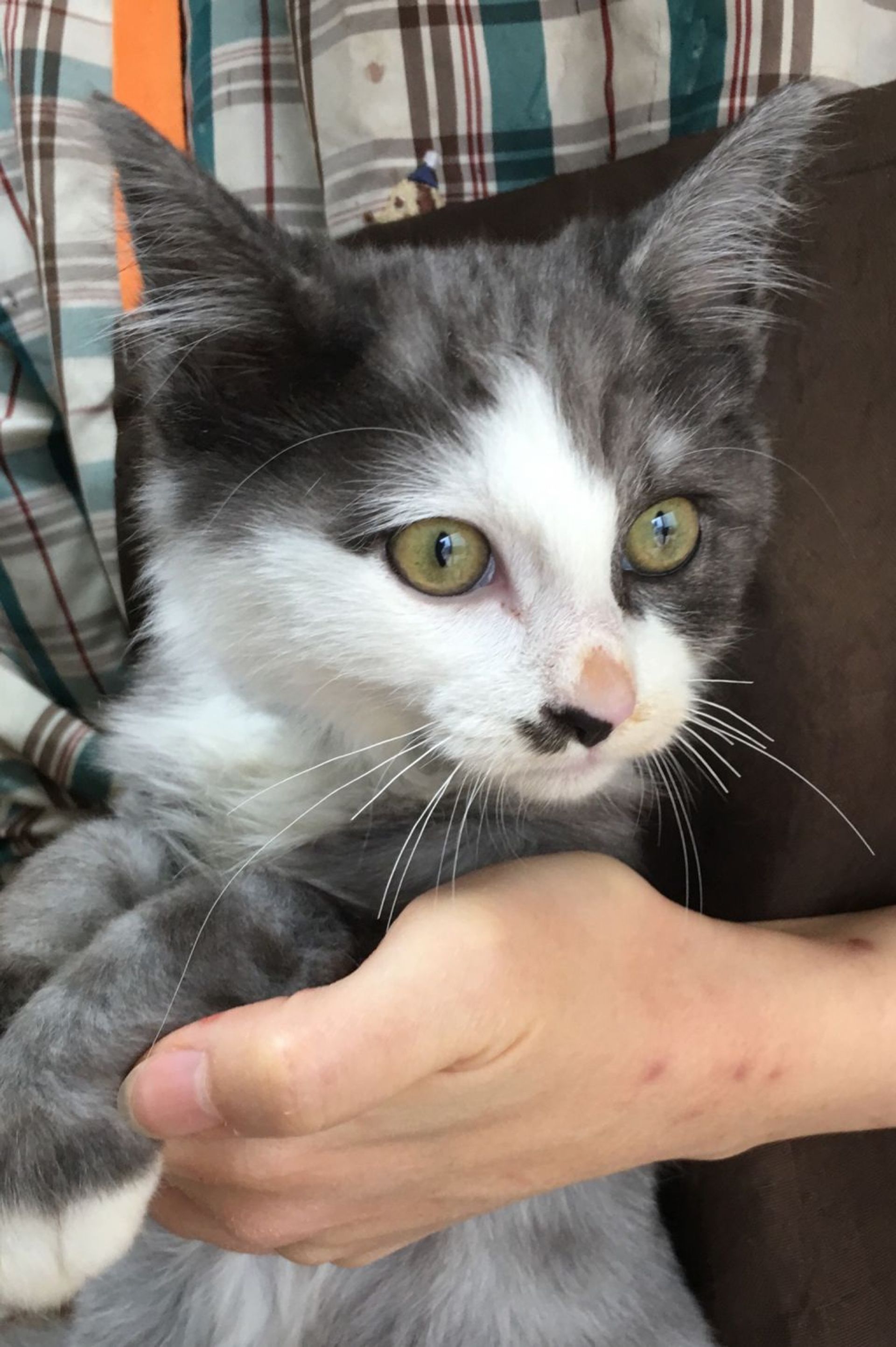 雑種（ミックス猫）・オスの里親募集の写真