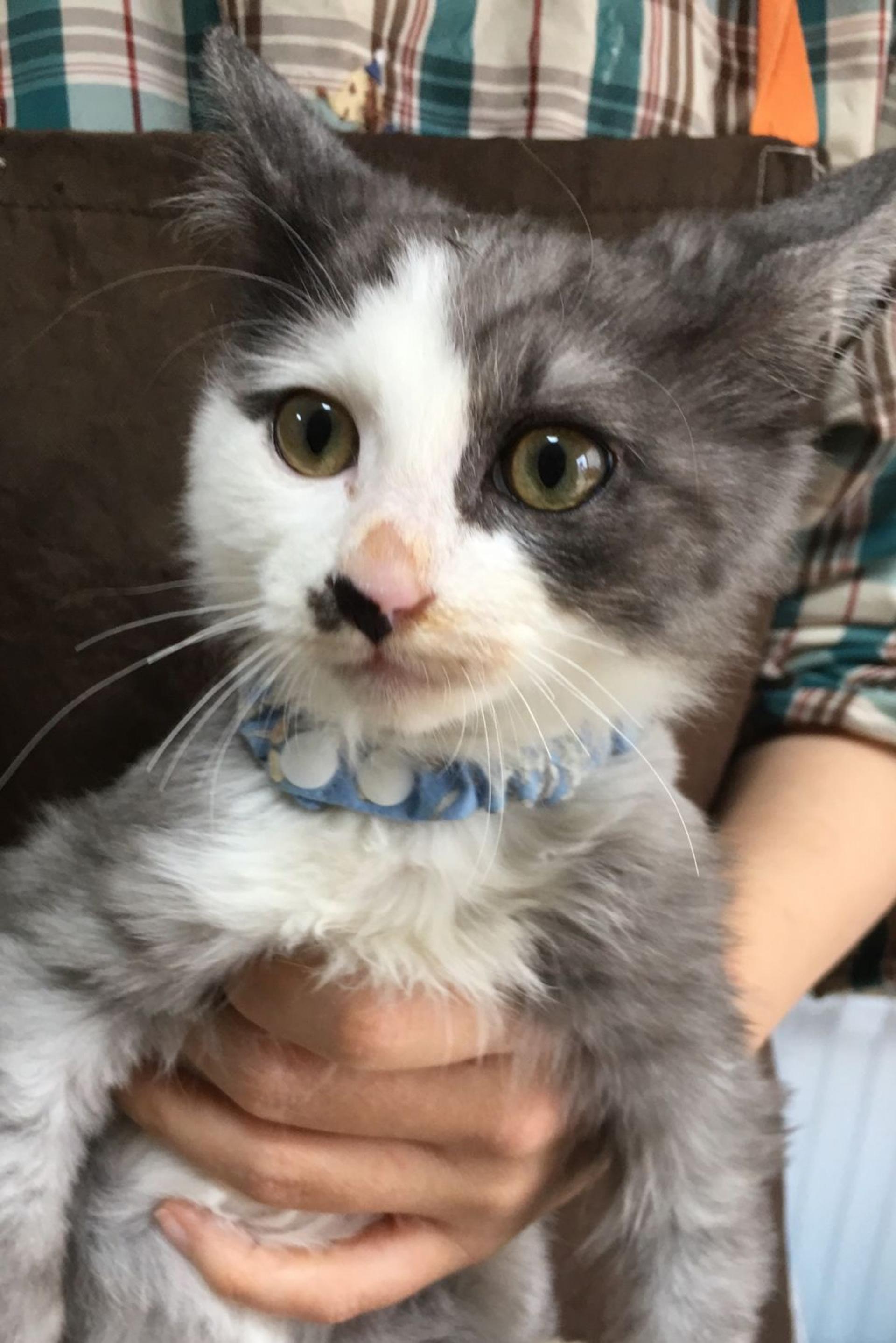 pet-image-2