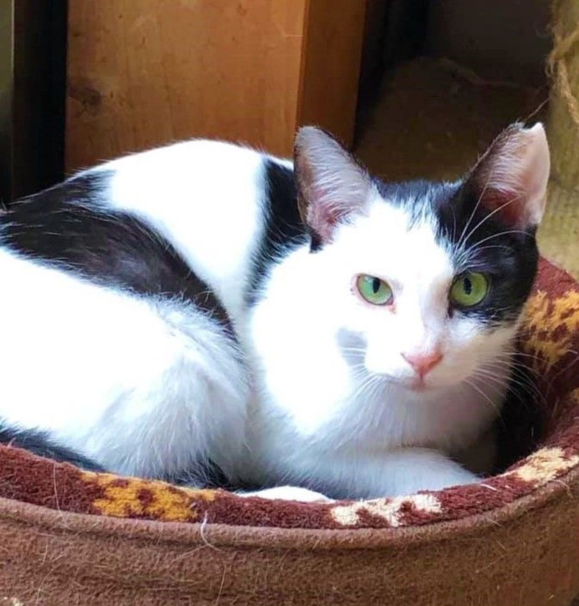雑種（ミックス猫）・メスの里親募集の写真