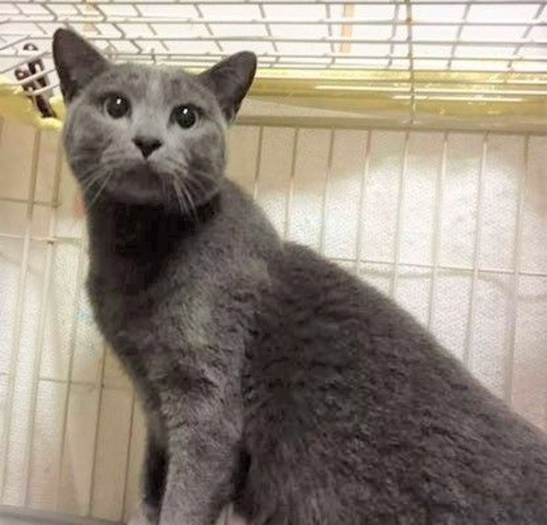 ロシアンブルー・メスの里親募集の写真