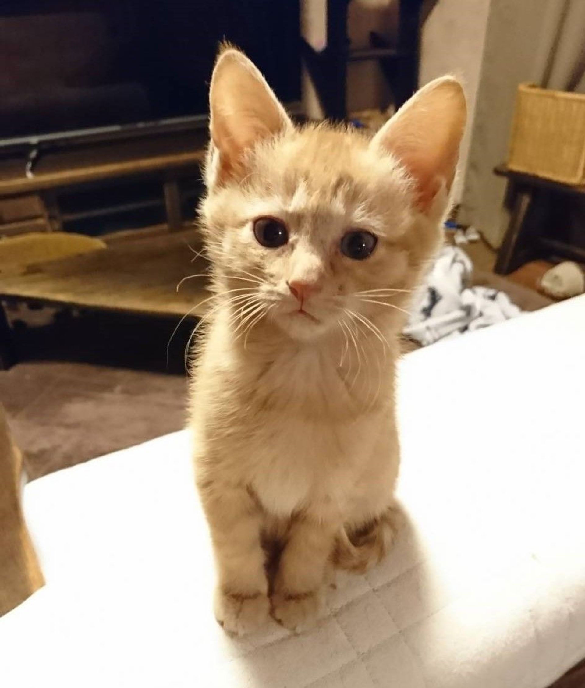 雑種（ミックス猫）・メスの里親募集の写真