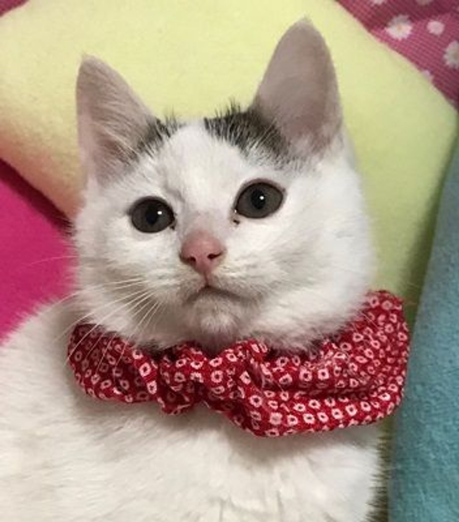 雑種（ミックス猫）・メスの里親募集の写真