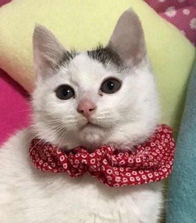 さゆの写真