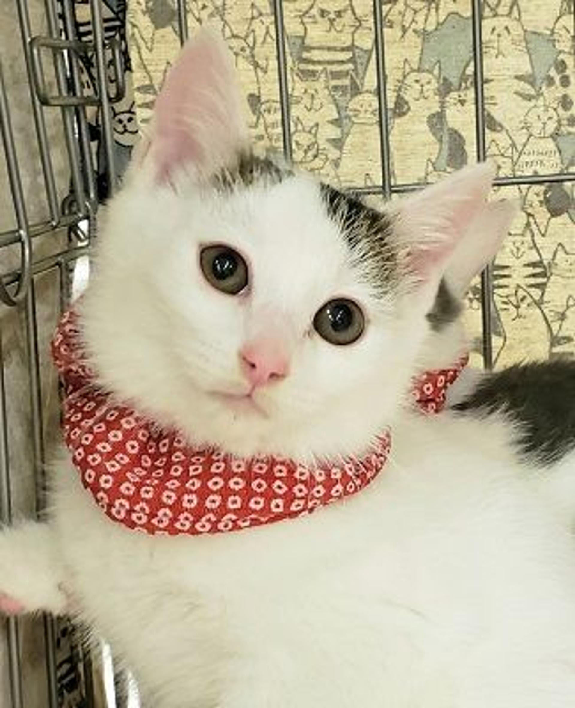 pet-image-3