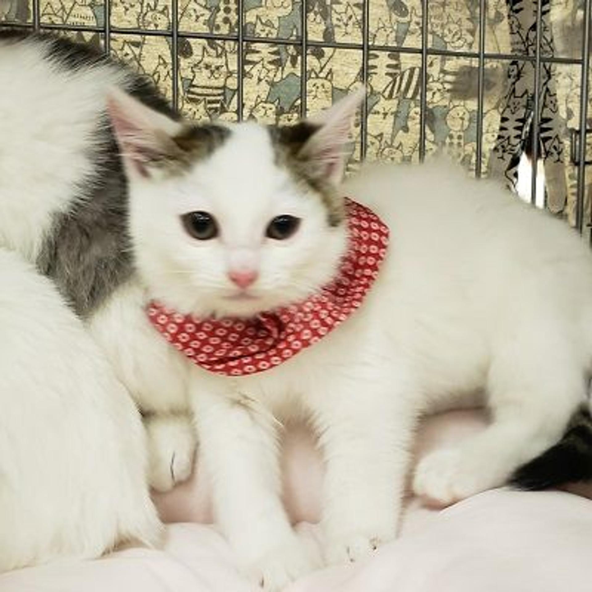 pet-image-4