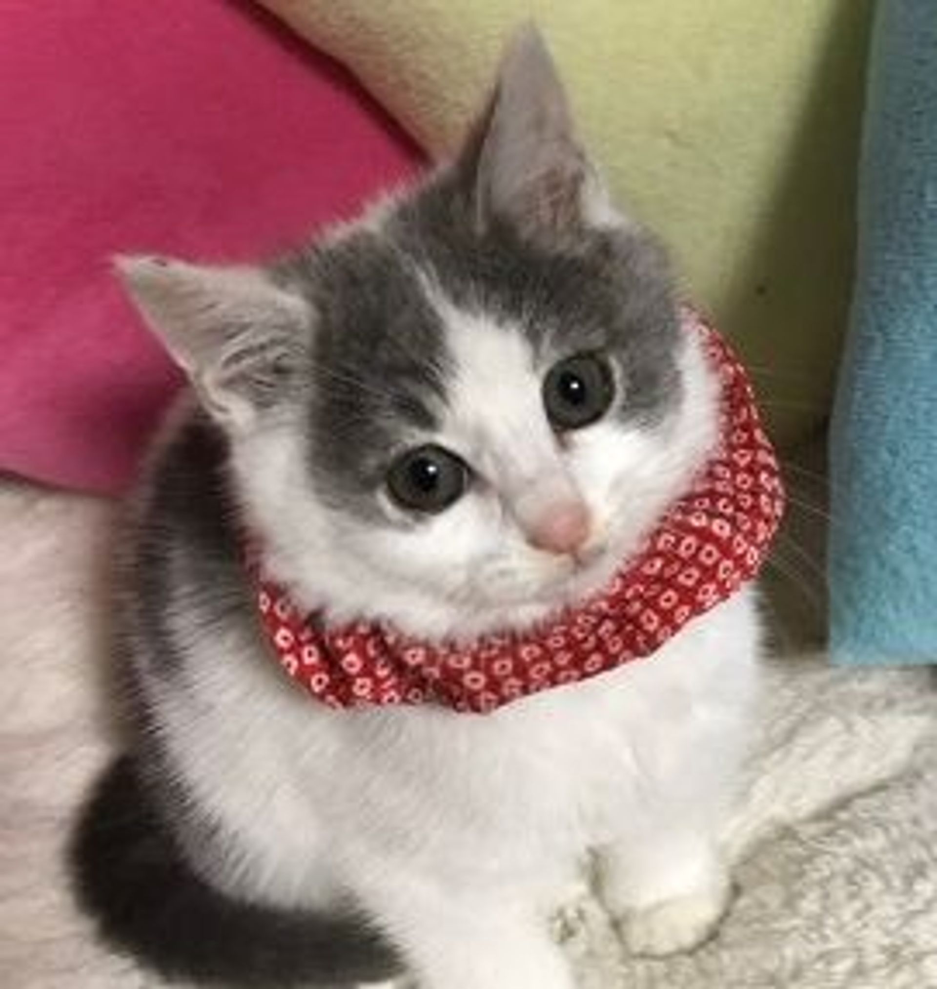 雑種（ミックス猫）・メスの里親募集の写真