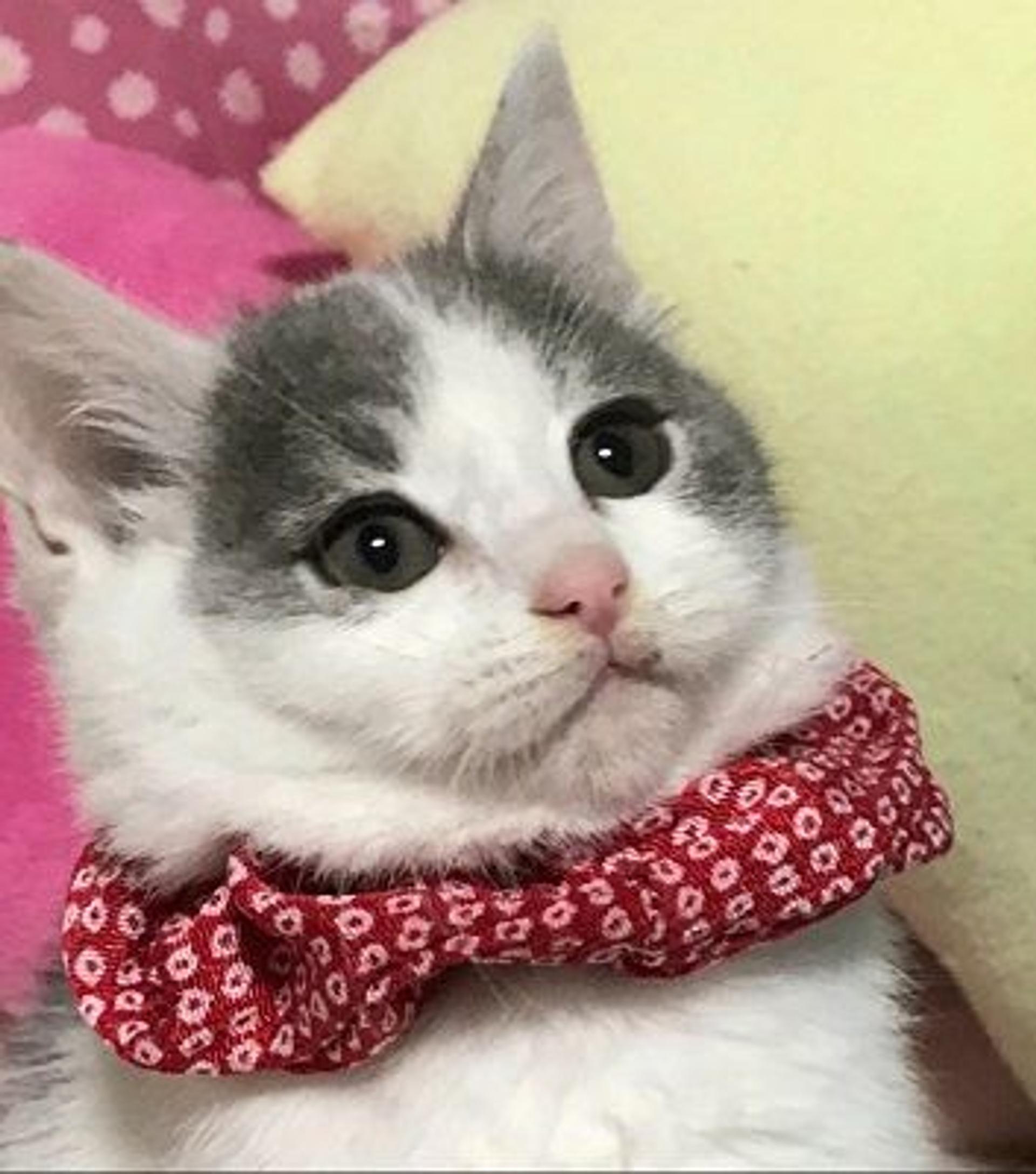 pet-image-2