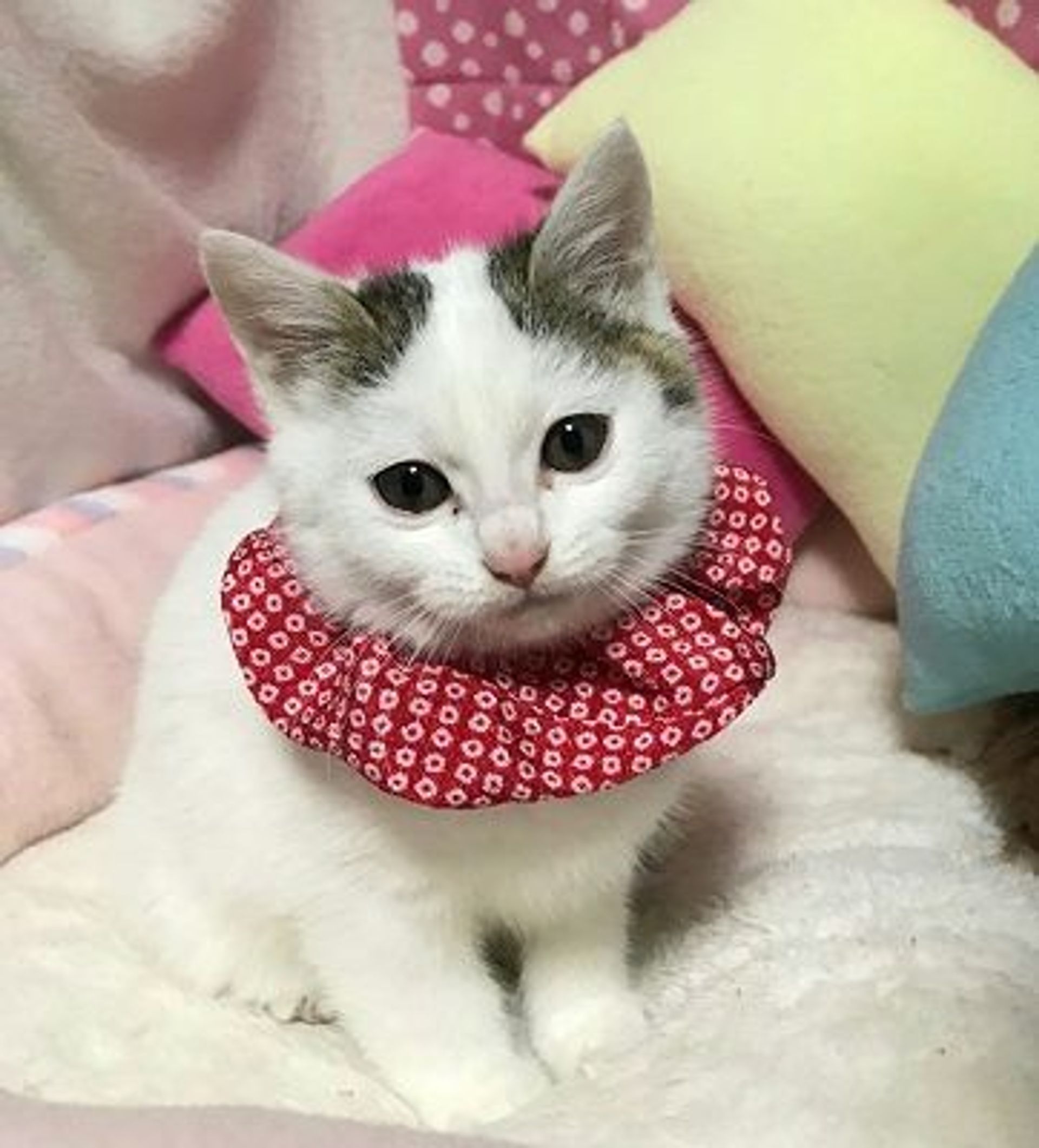 雑種（ミックス猫）・オスの里親募集の写真
