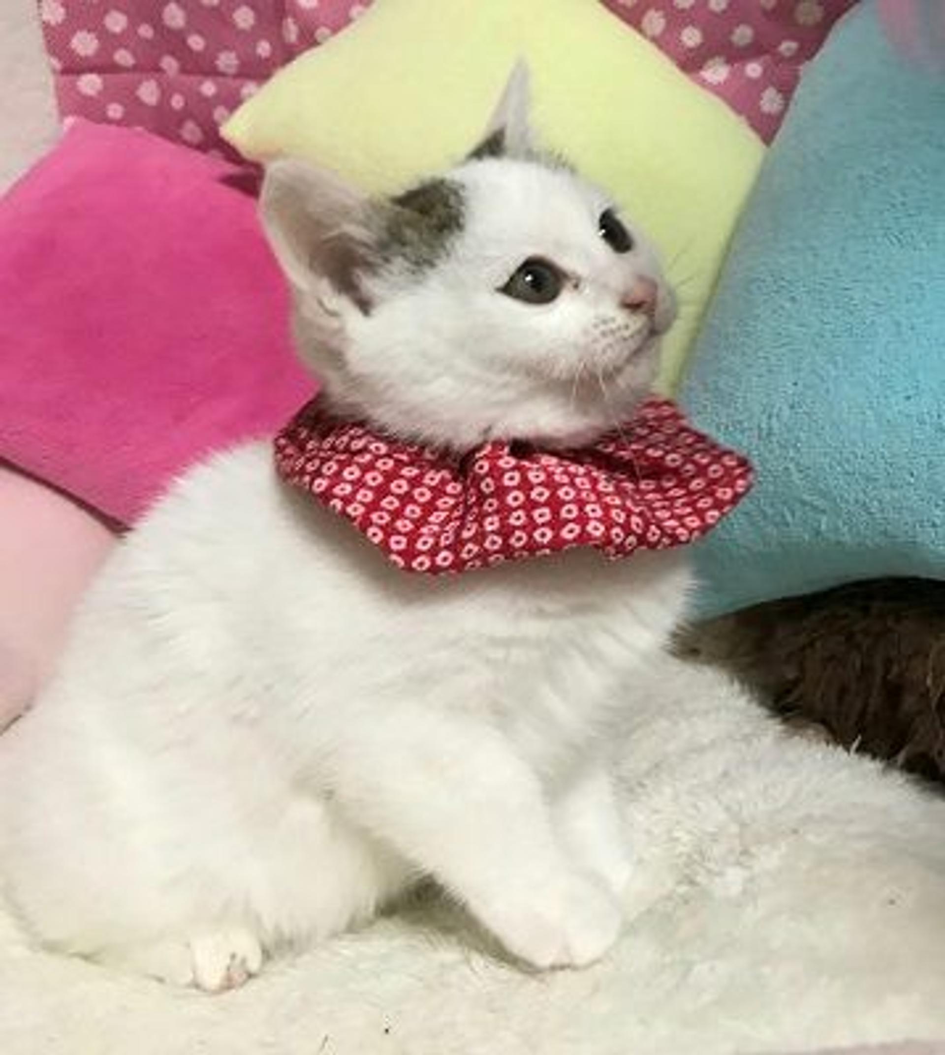 pet-image-2