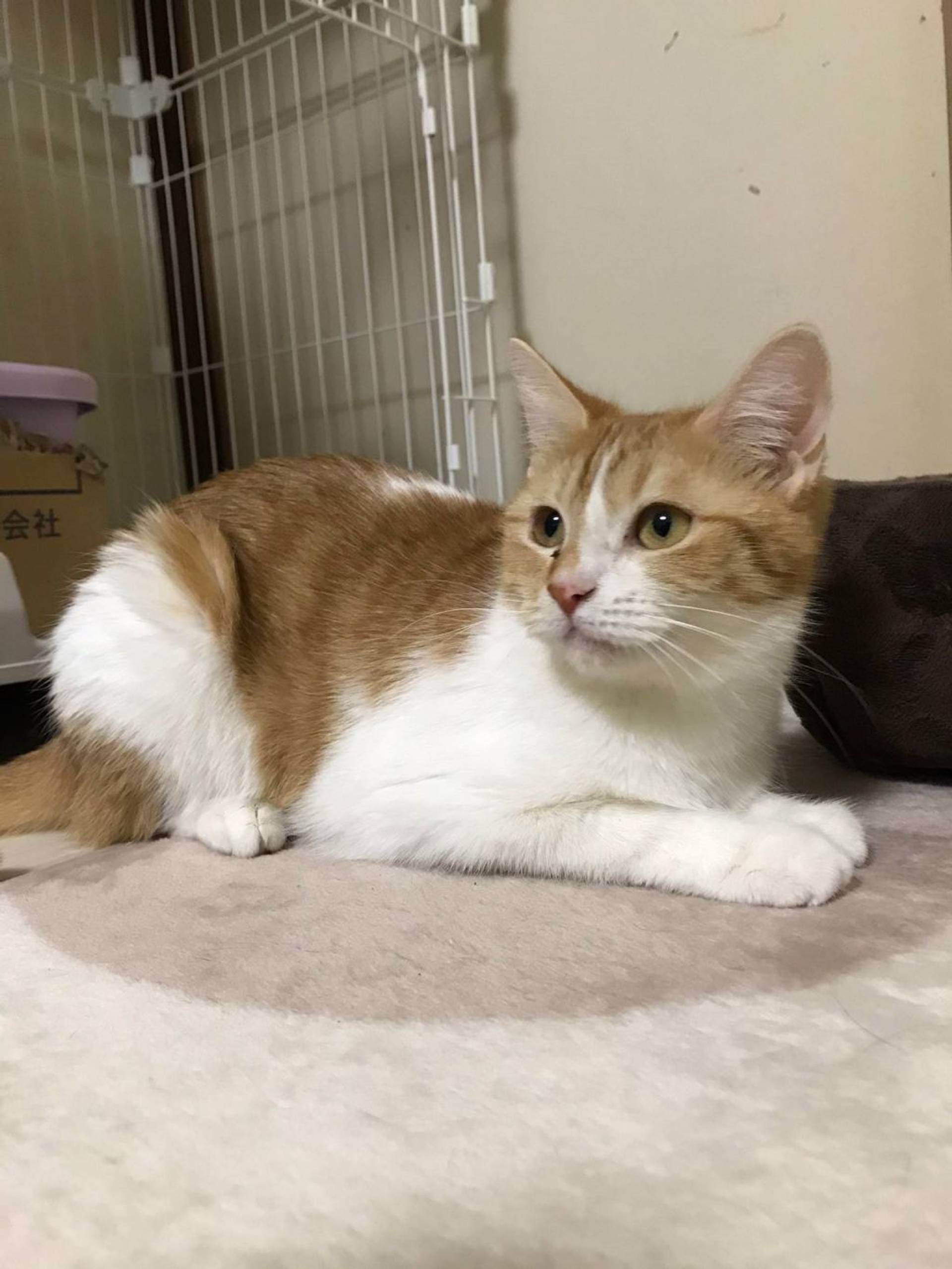 雑種（ミックス猫）・メスの里親募集の写真
