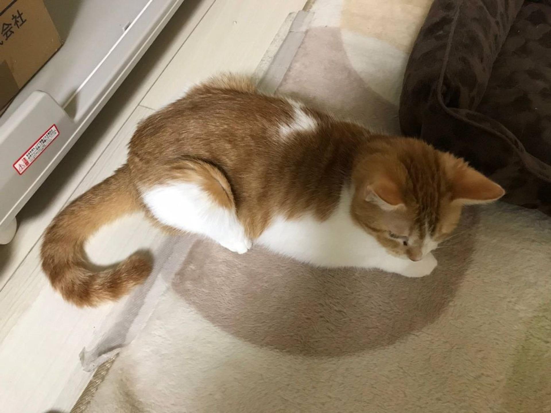 pet-image-2