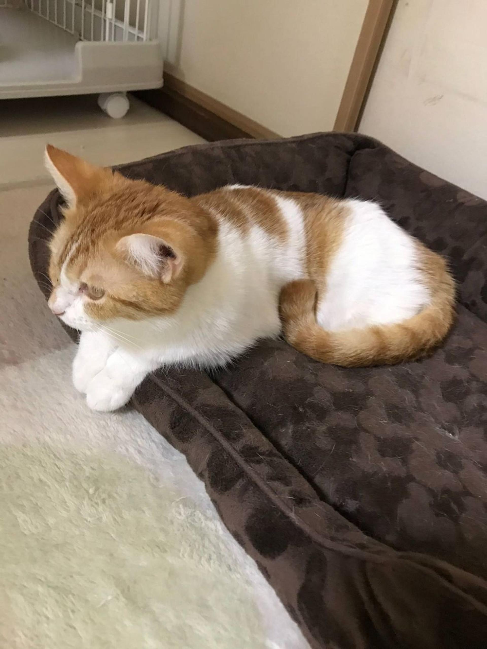 pet-image-3