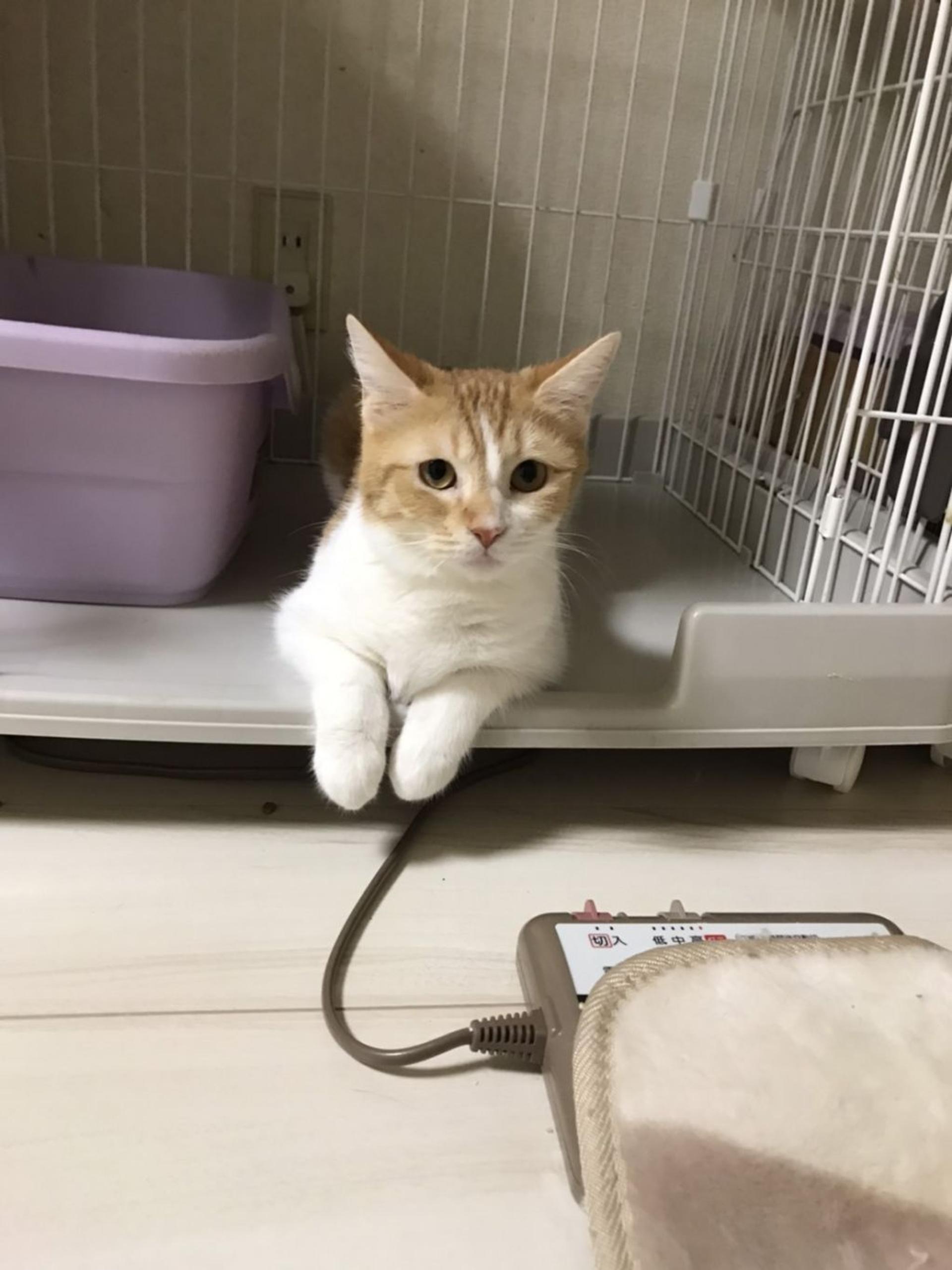 pet-image-4