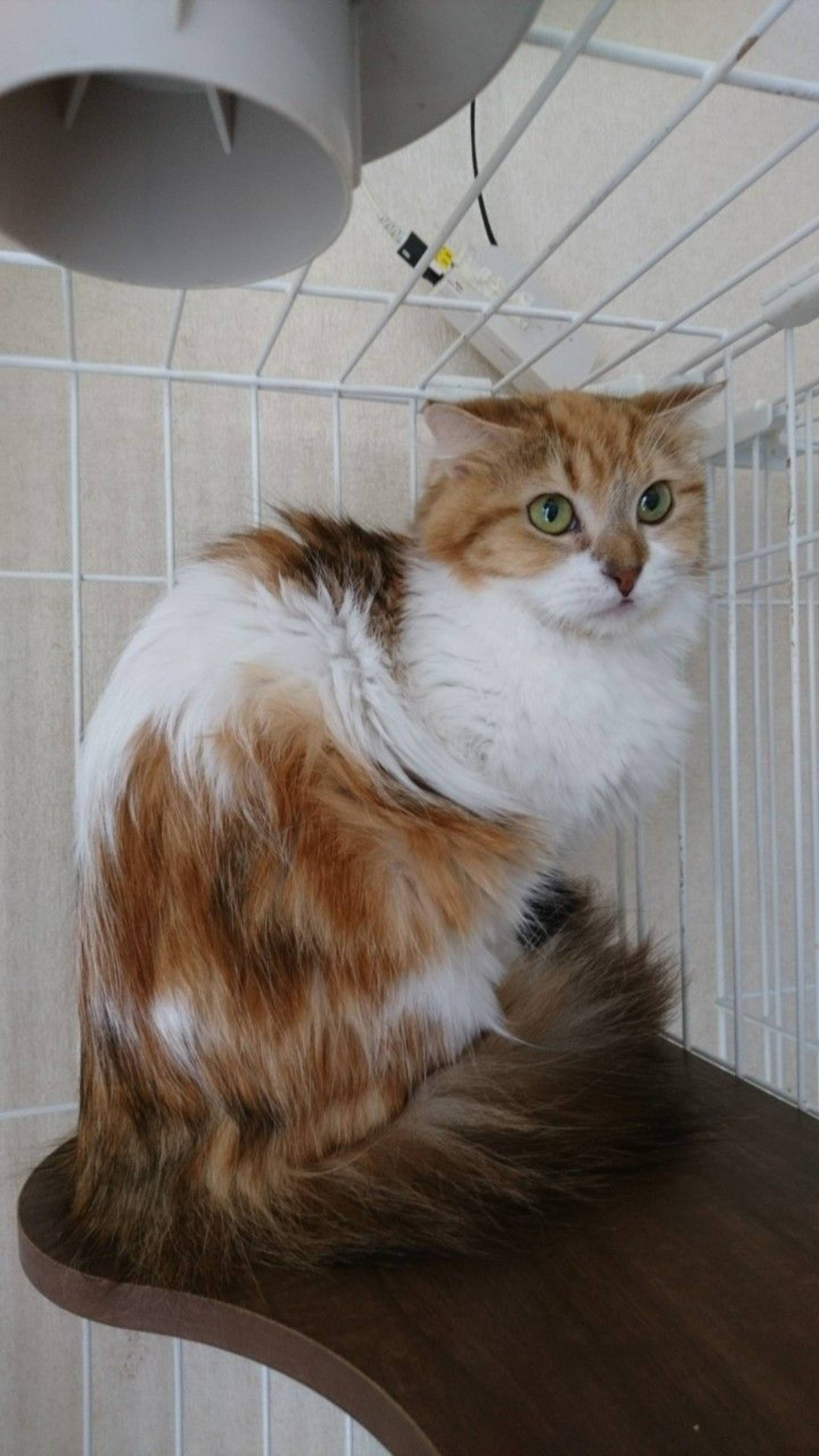 雑種（ミックス猫）・メスの里親募集の写真