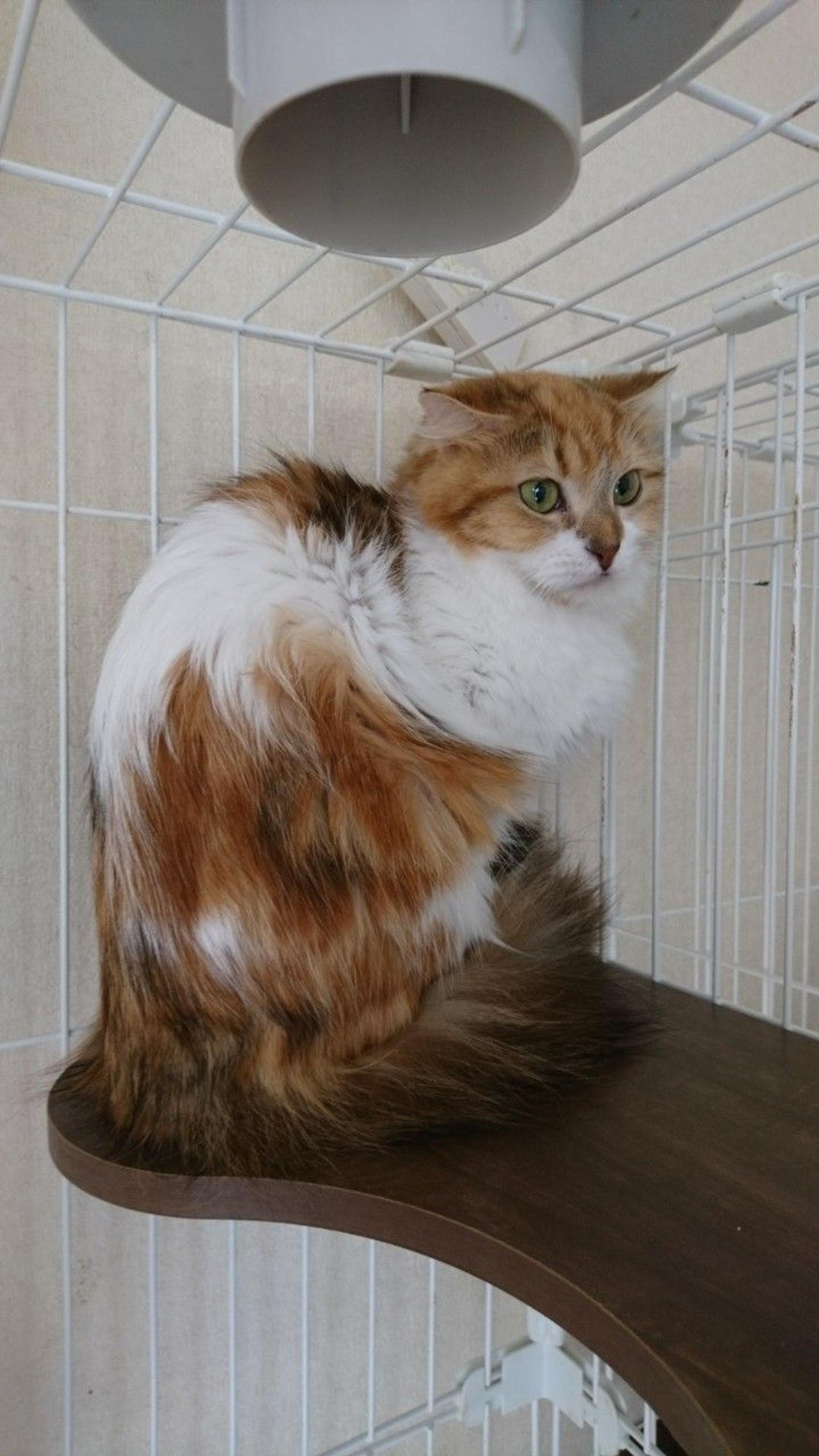 pet-image-7