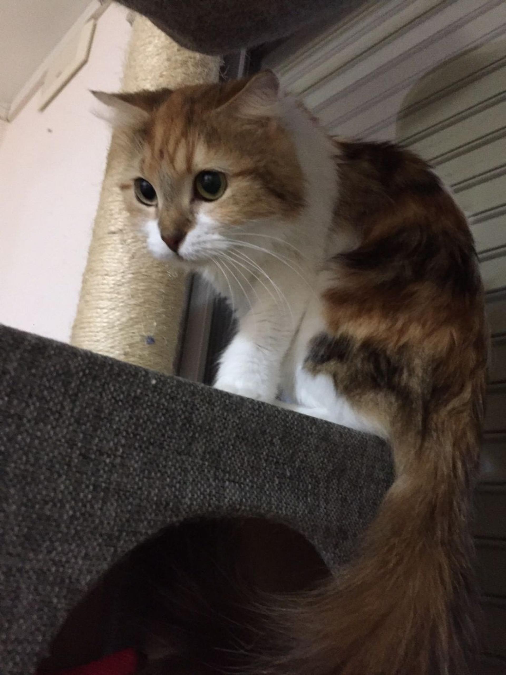 pet-image-2