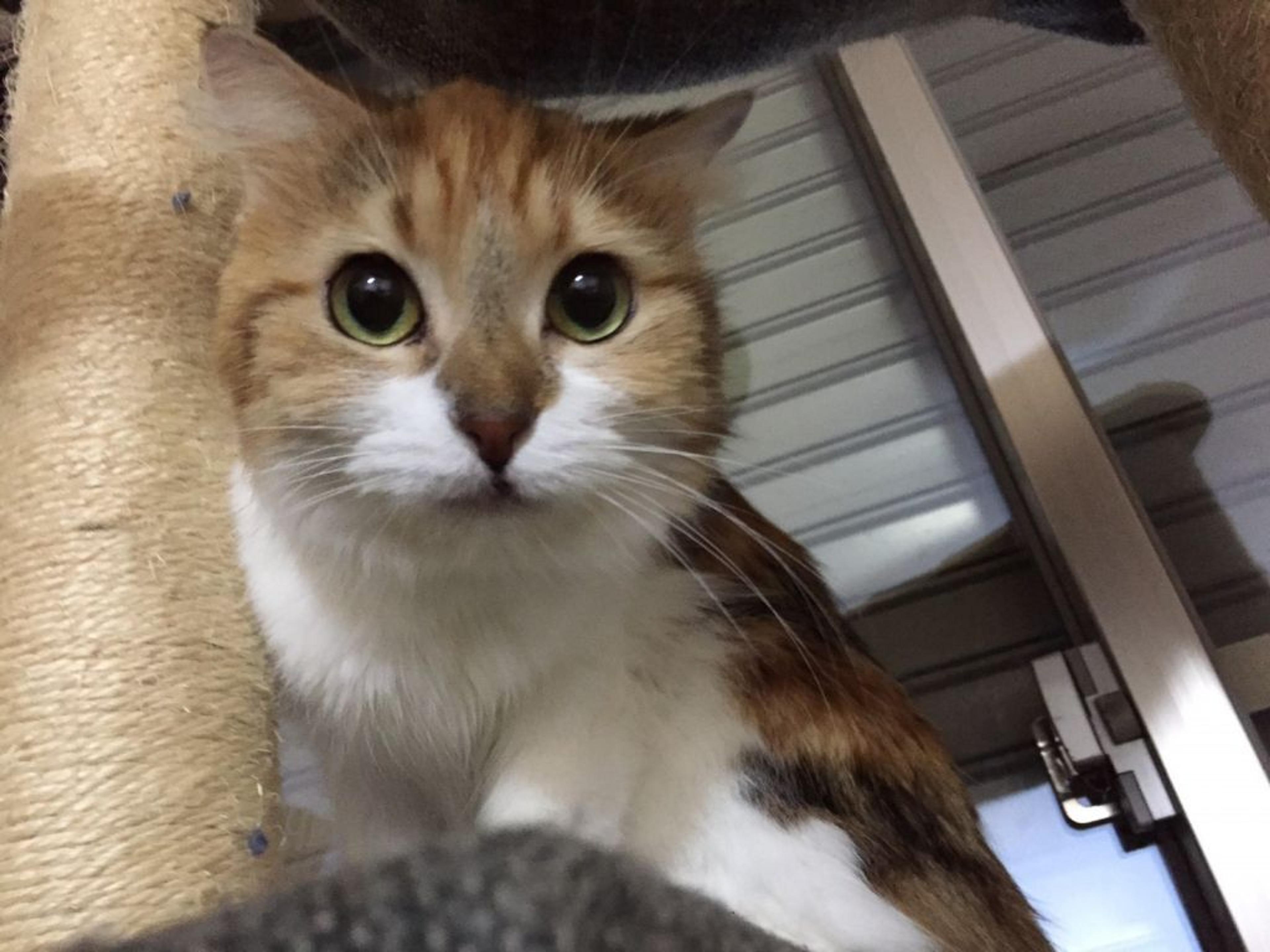 pet-image-4