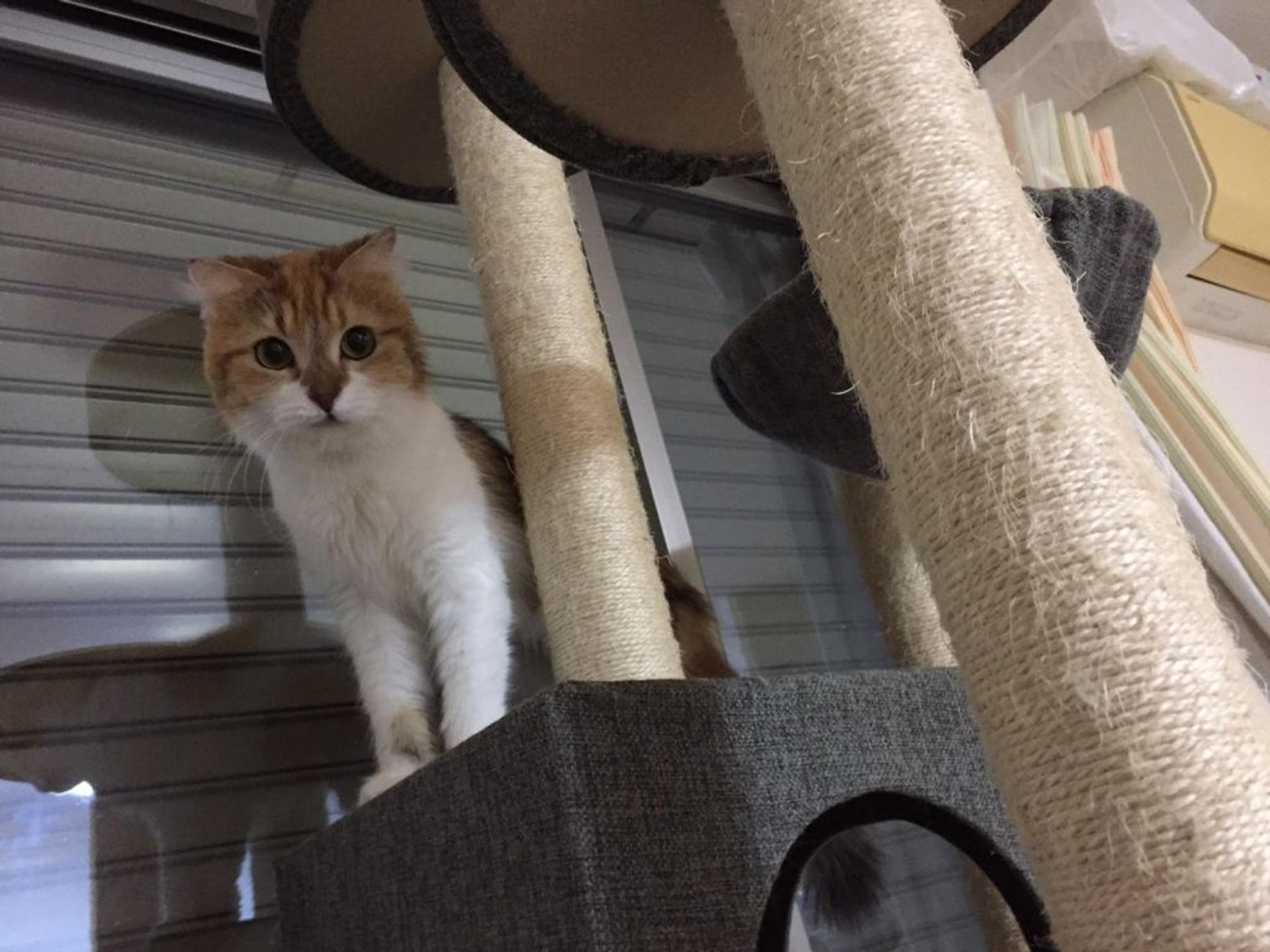 pet-image-9