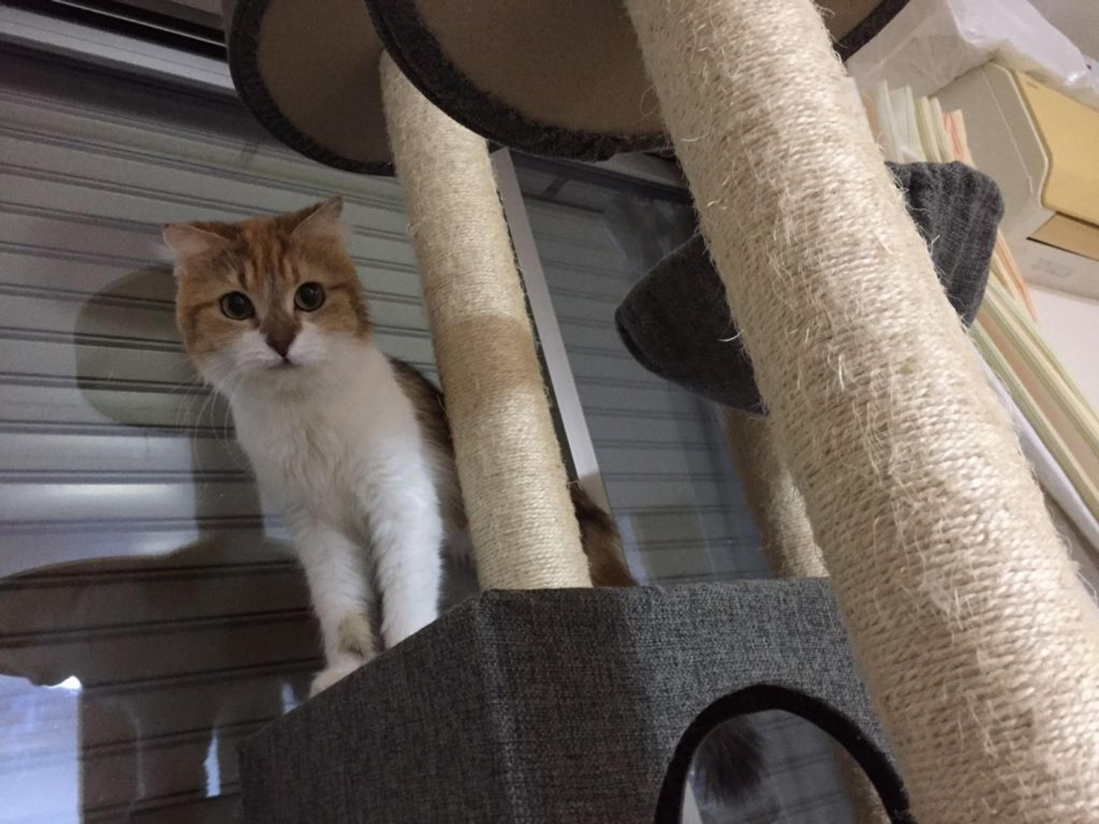 pet-image-9