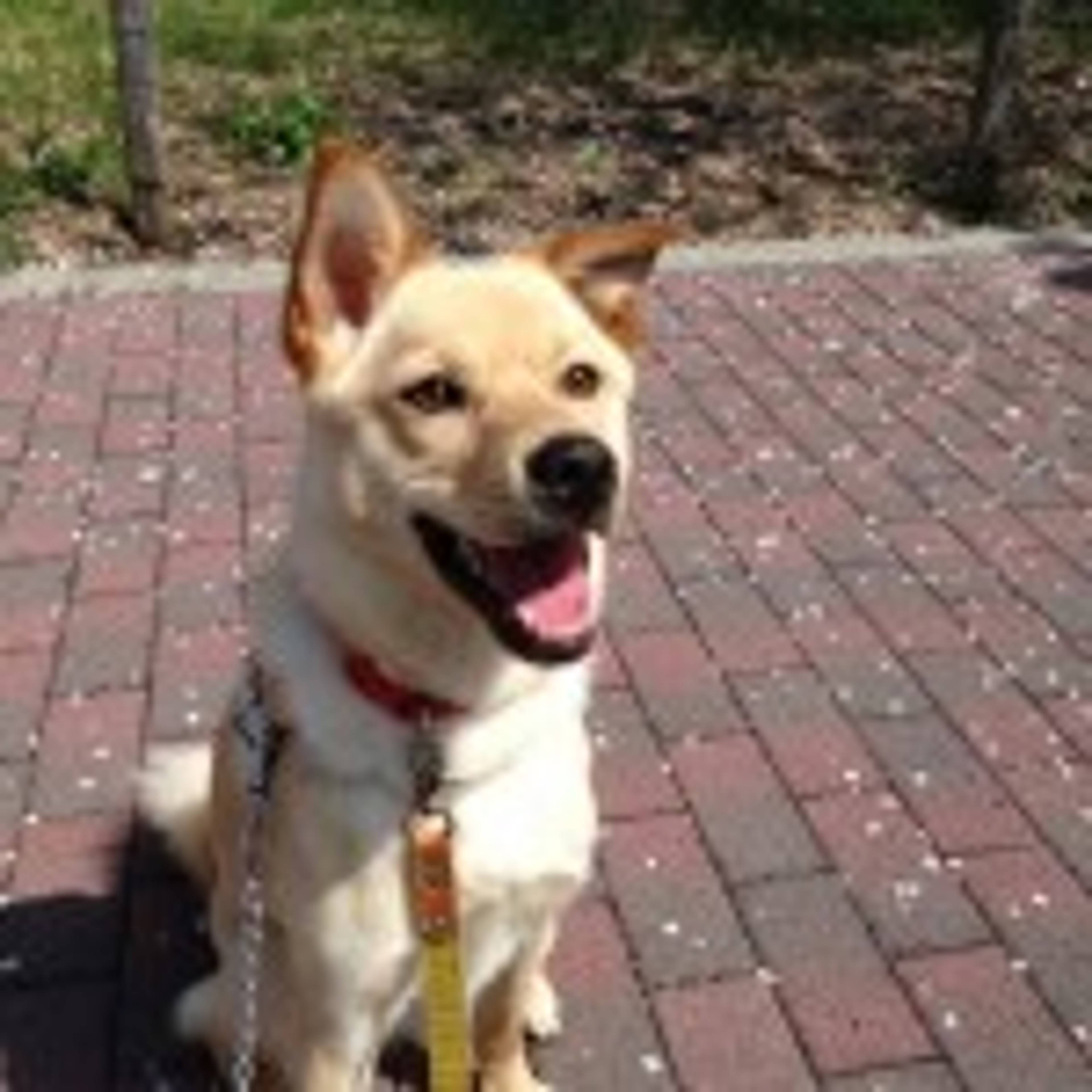 雑種（ミックス犬）・メスの里親募集の写真