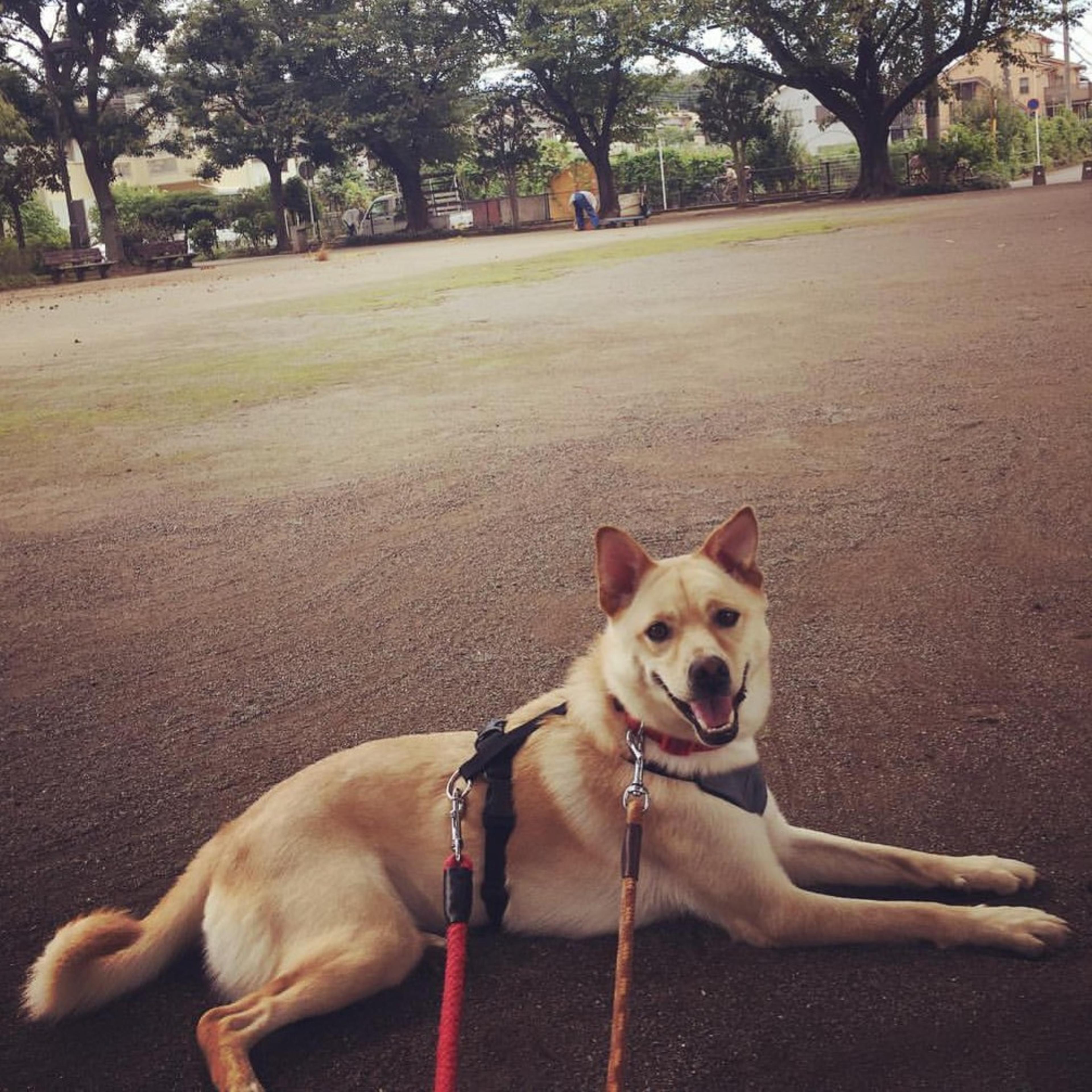 pet-image-2