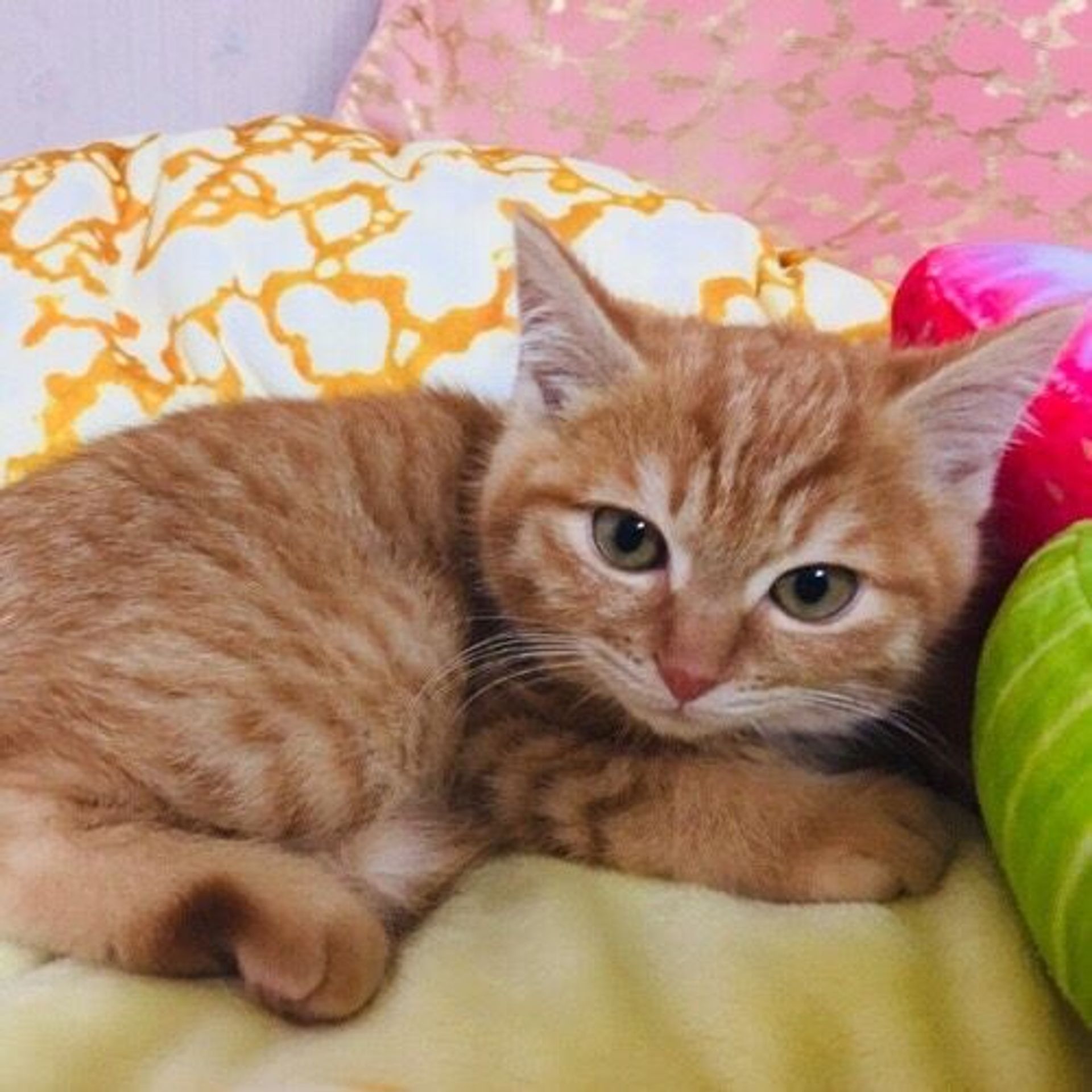雑種（ミックス猫）・オスの里親募集の写真