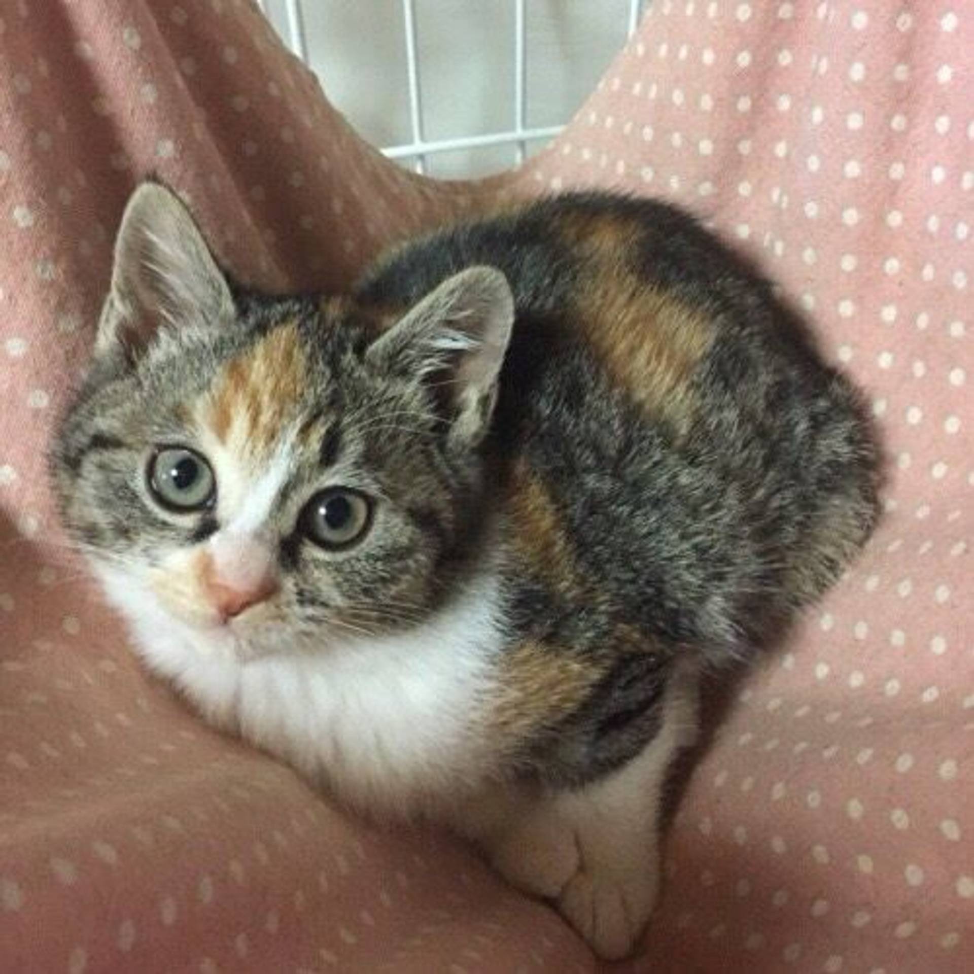 日本猫・メスの里親募集の写真