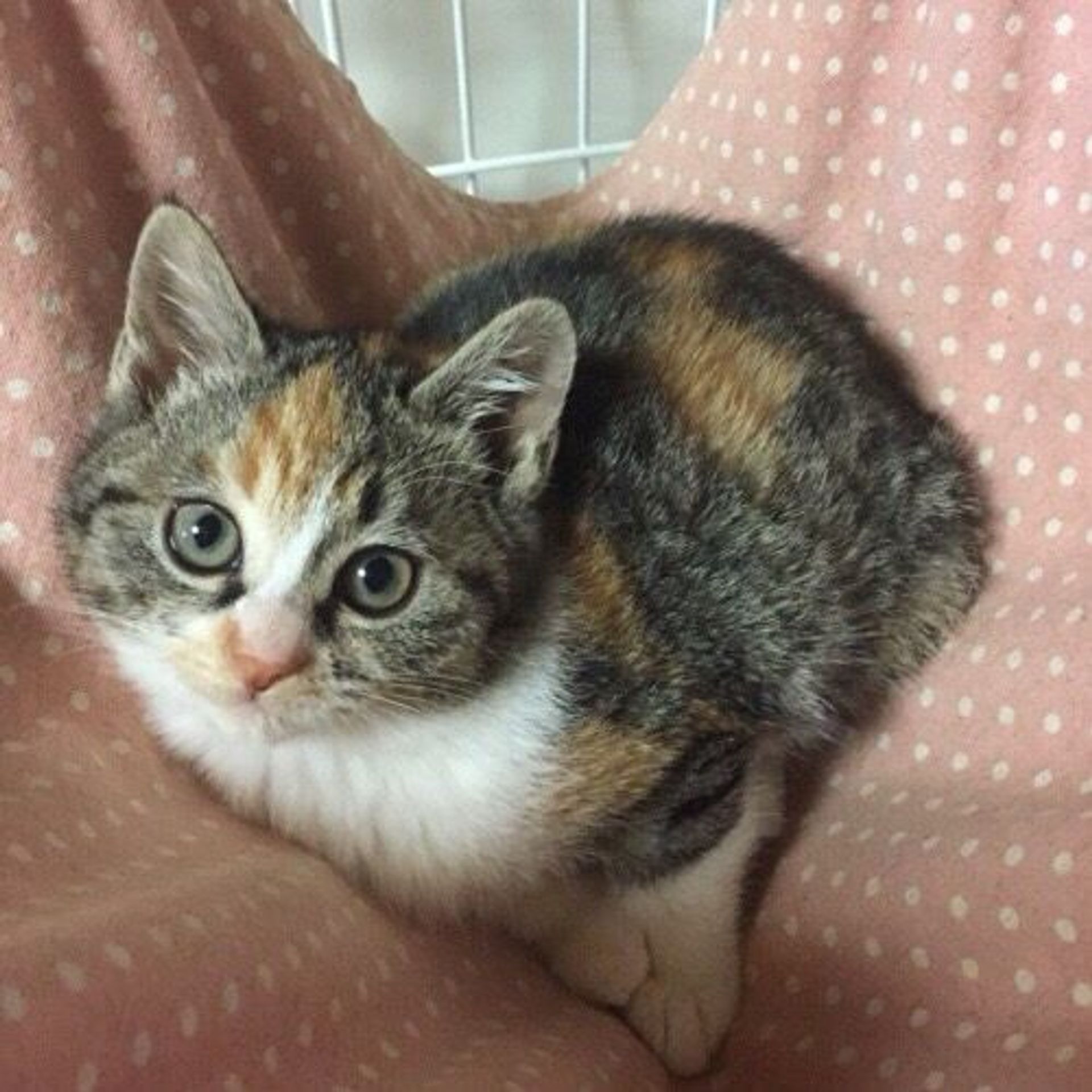 日本猫・メスの里親募集の写真