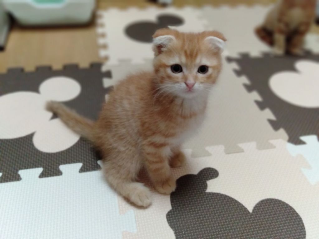 送料無料 いつまで 茶トラ✖スコティッシュ風のたれ耳☆美猫アラバ 羊毛フェルト