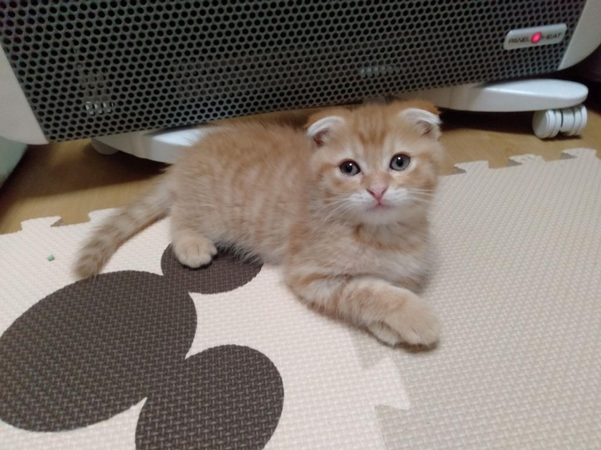 pet-image-5