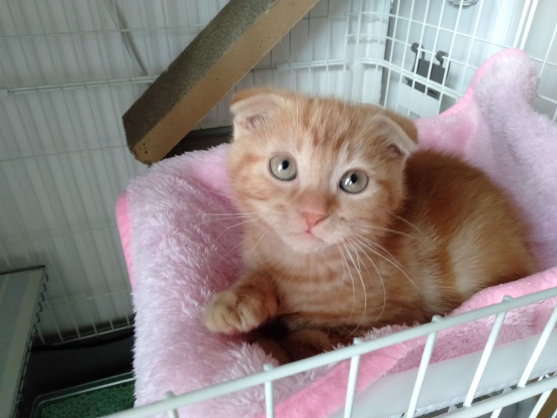 雑種（ミックス猫）・メスの里親募集の写真