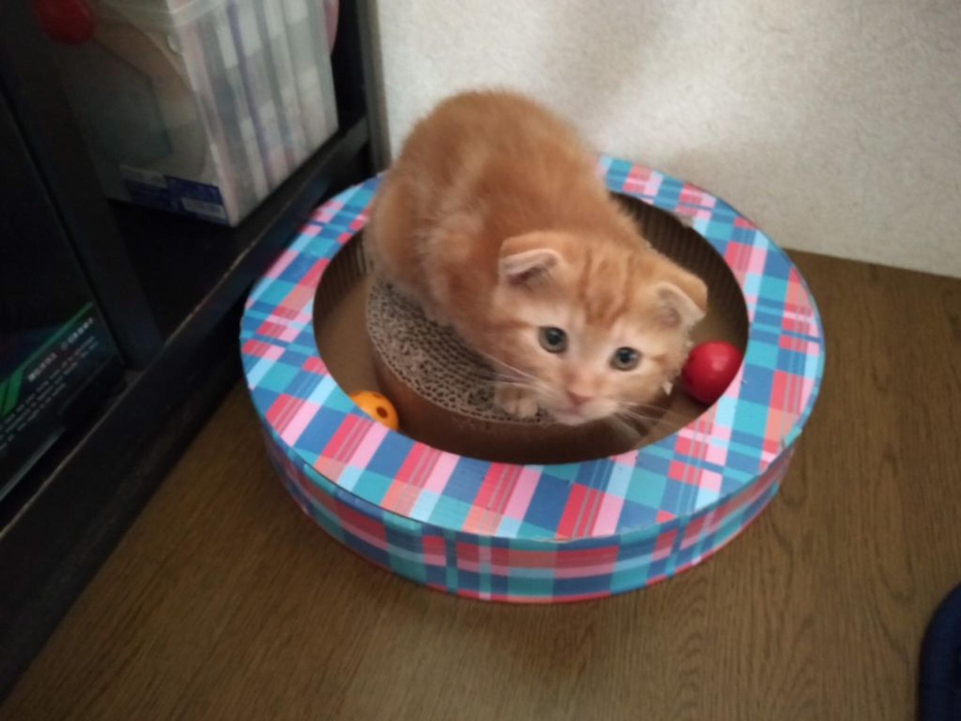 pet-image-3