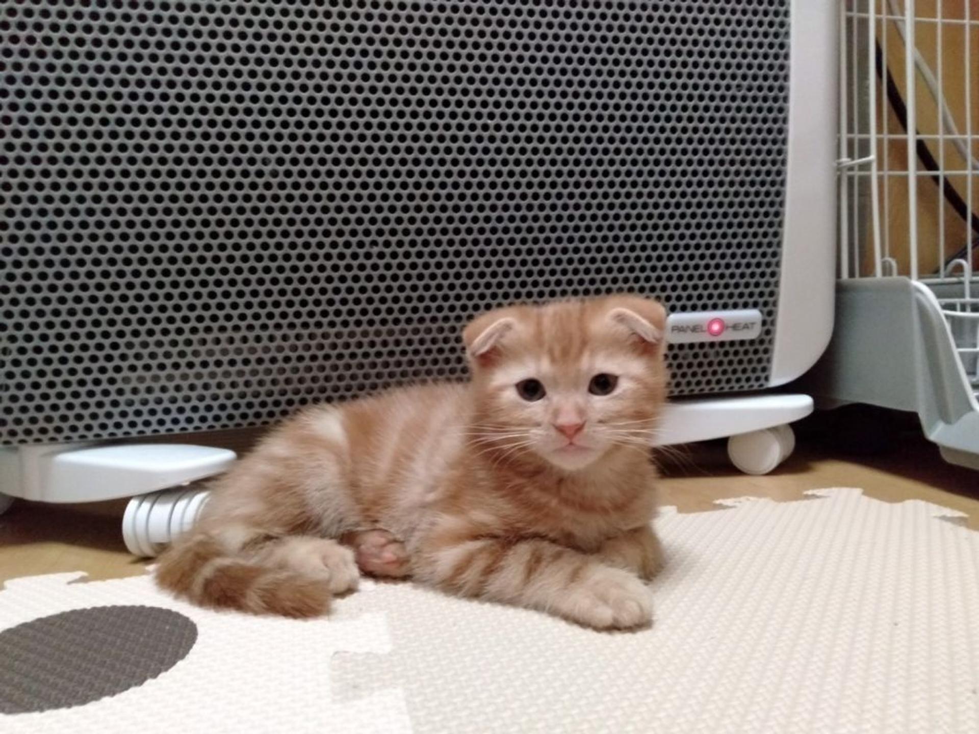 pet-image-6
