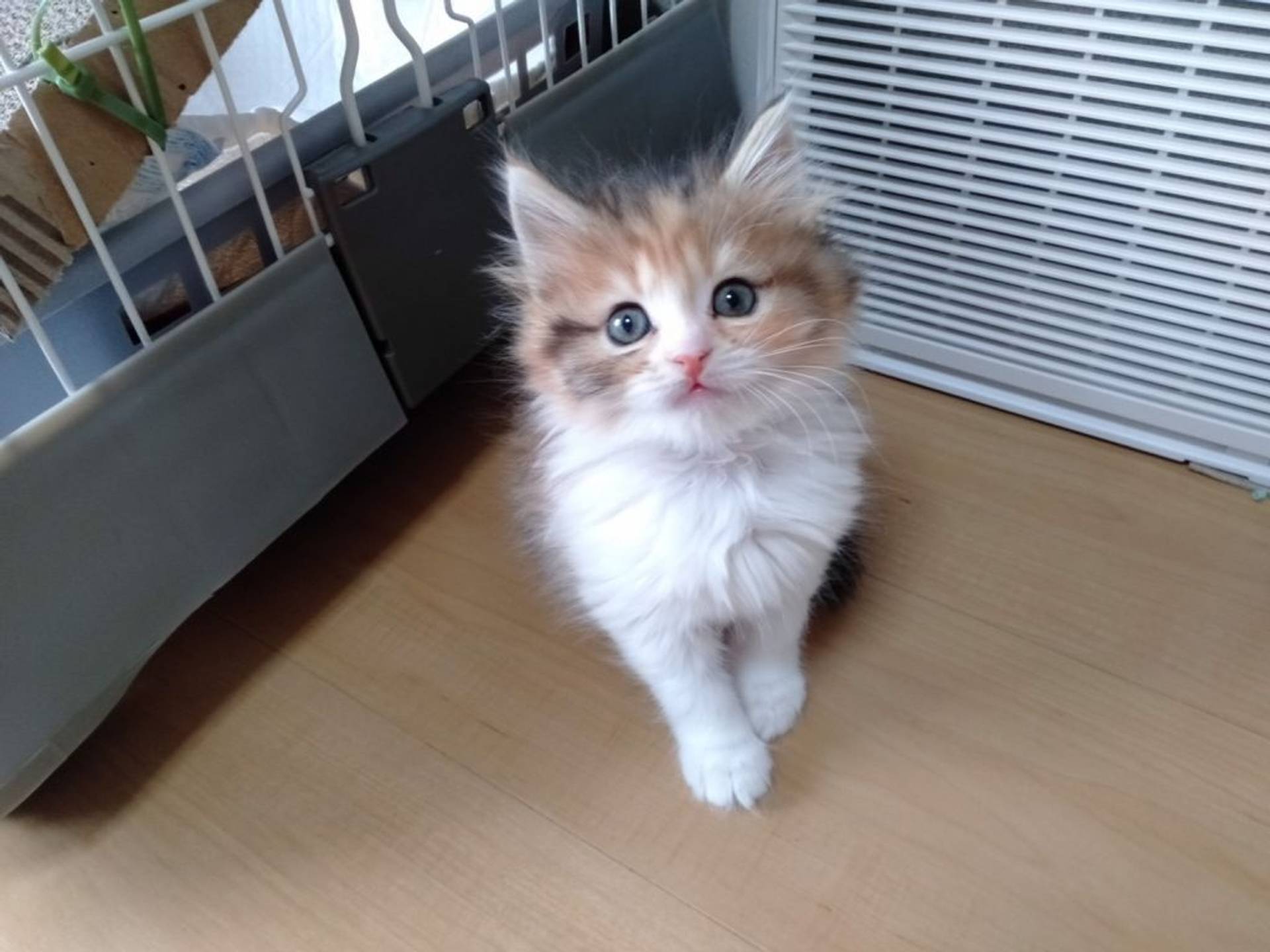雑種（ミックス猫）・メスの里親募集の写真