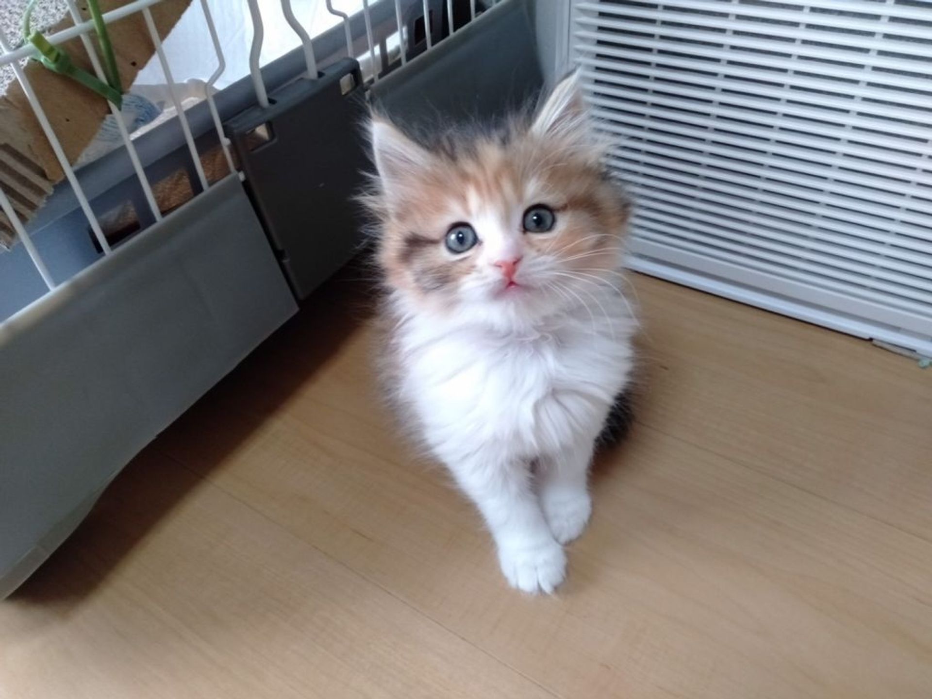 雑種（ミックス猫）・メスの里親募集の写真