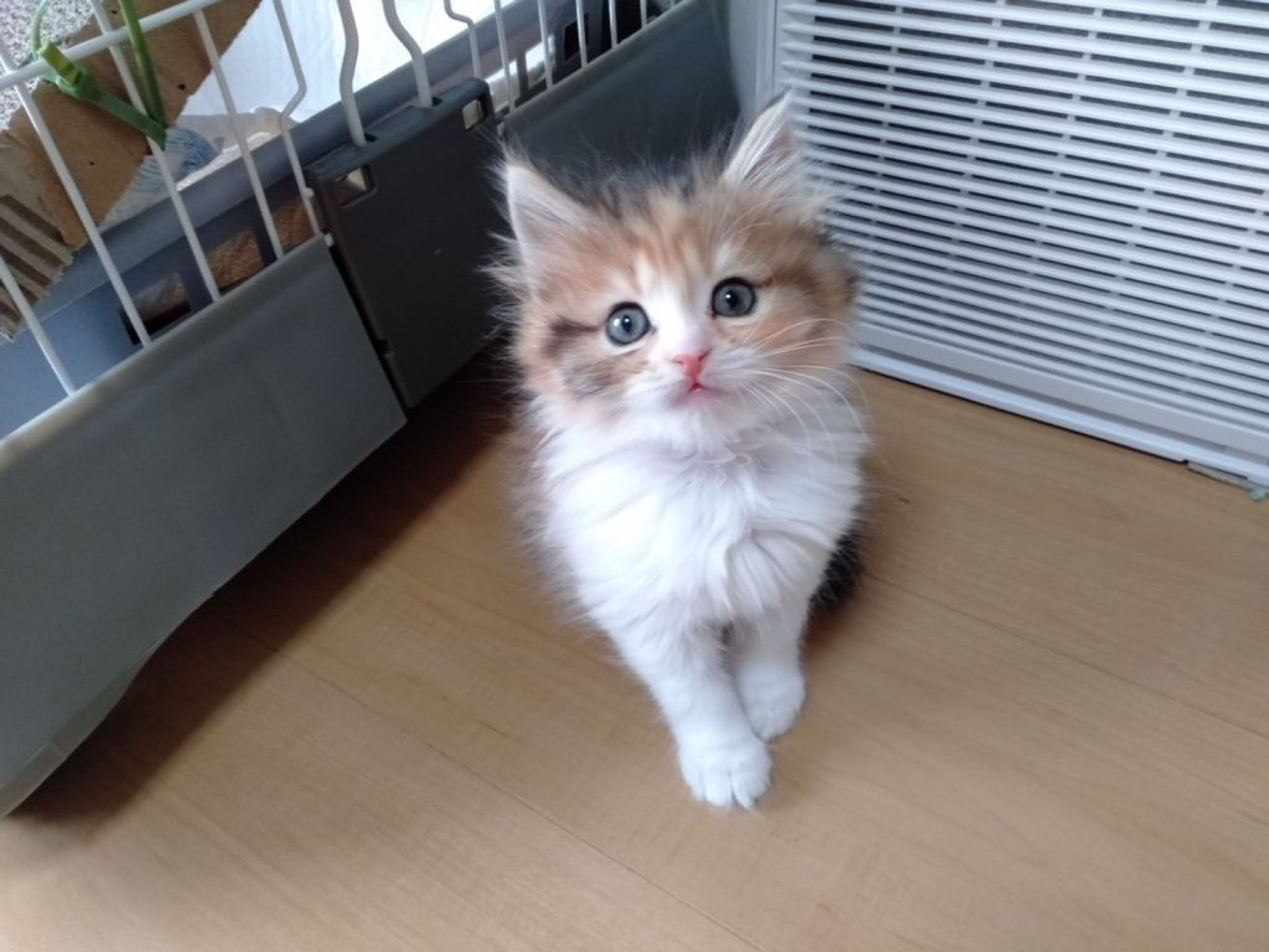 雑種（ミックス猫）・メスの里親募集の写真