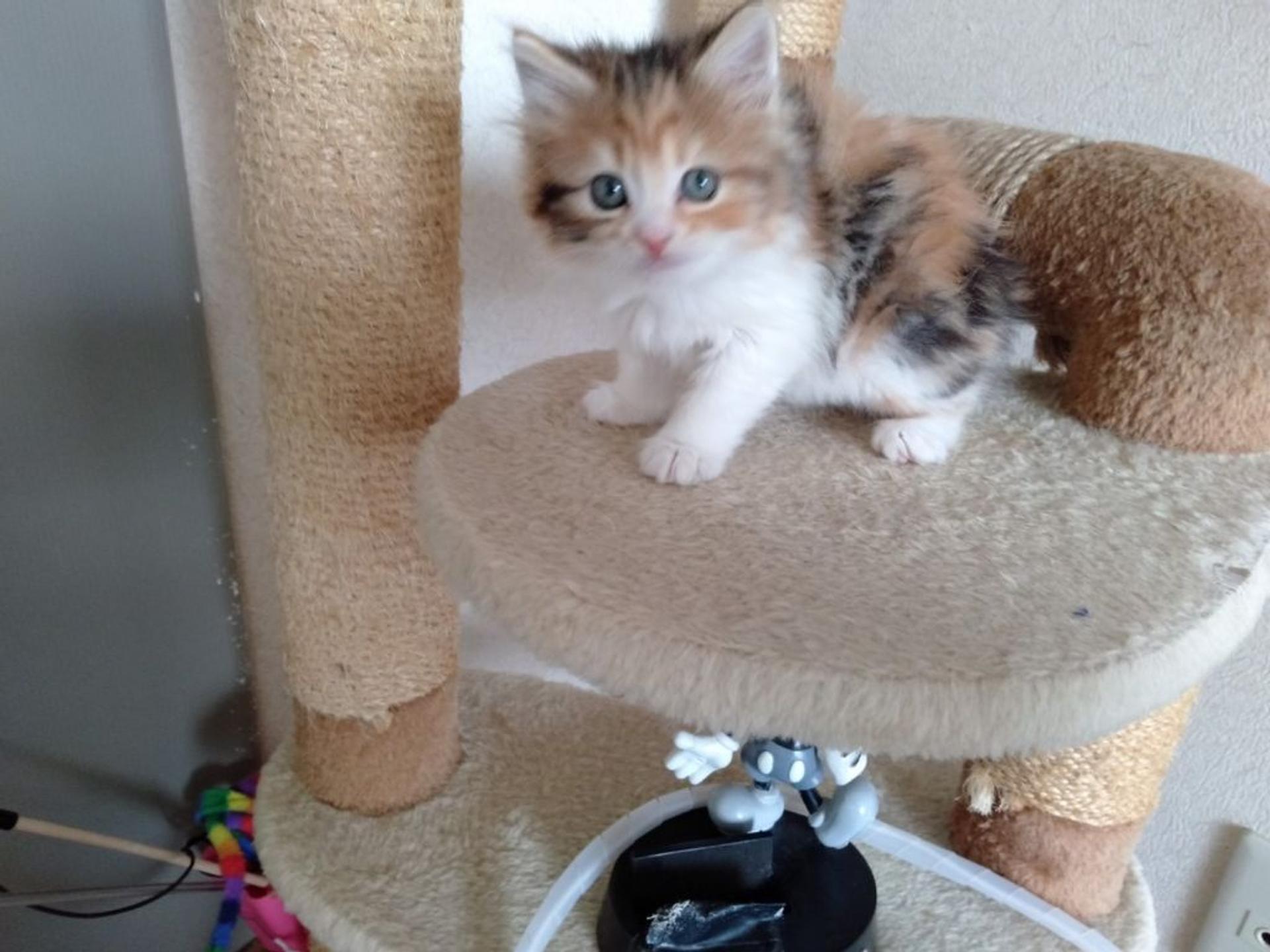 pet-image-5