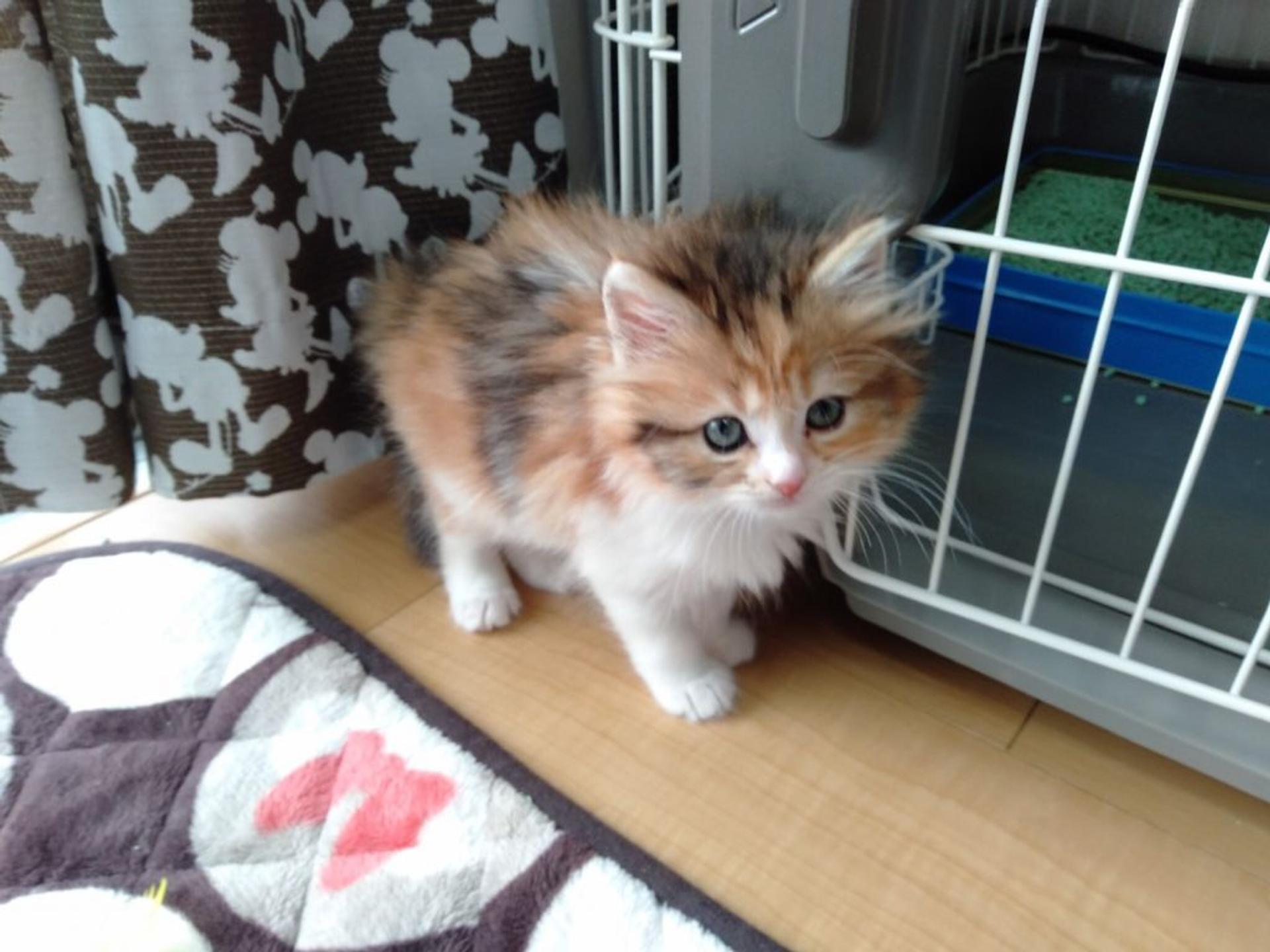 pet-image-6